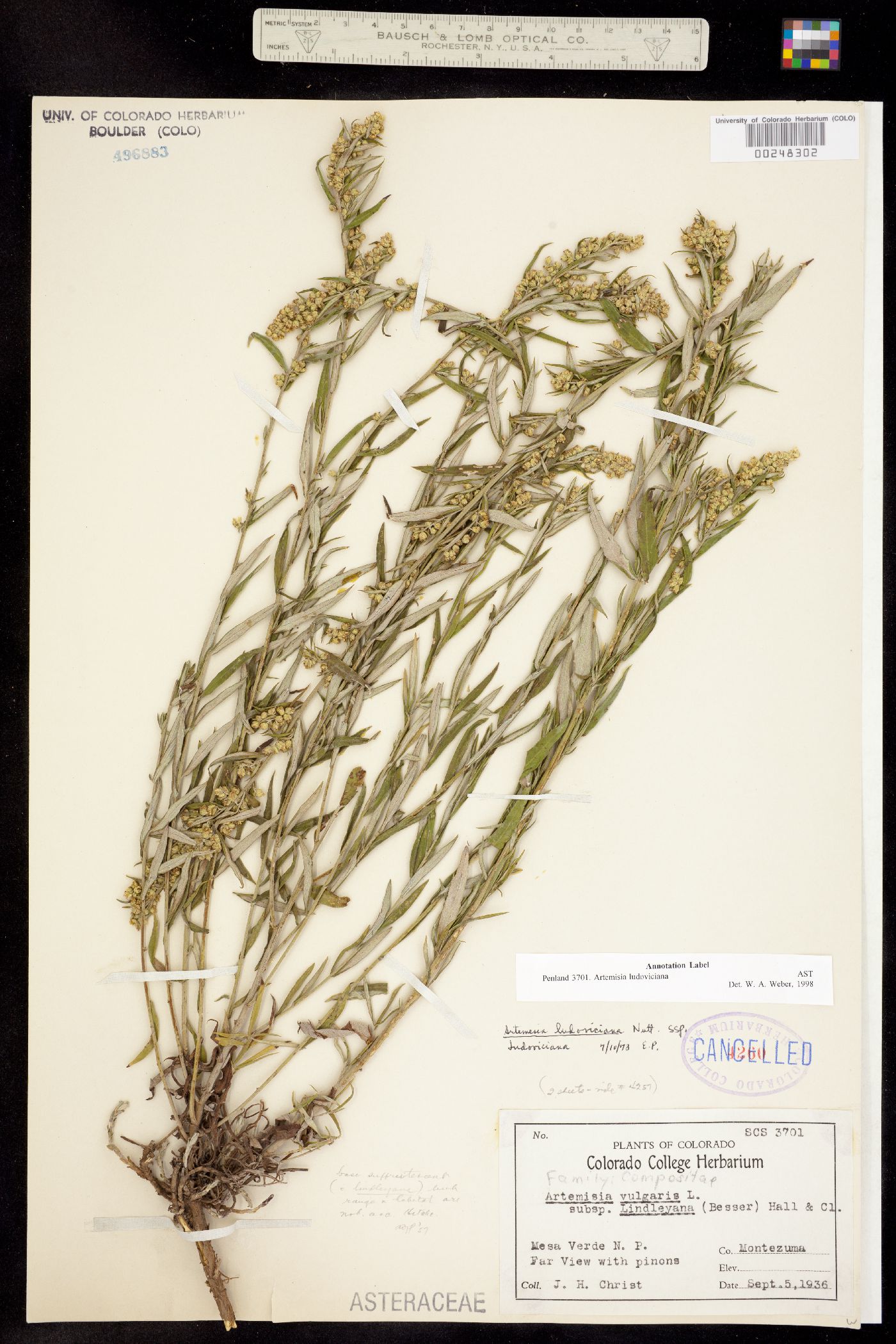 Artemisia ludoviciana image