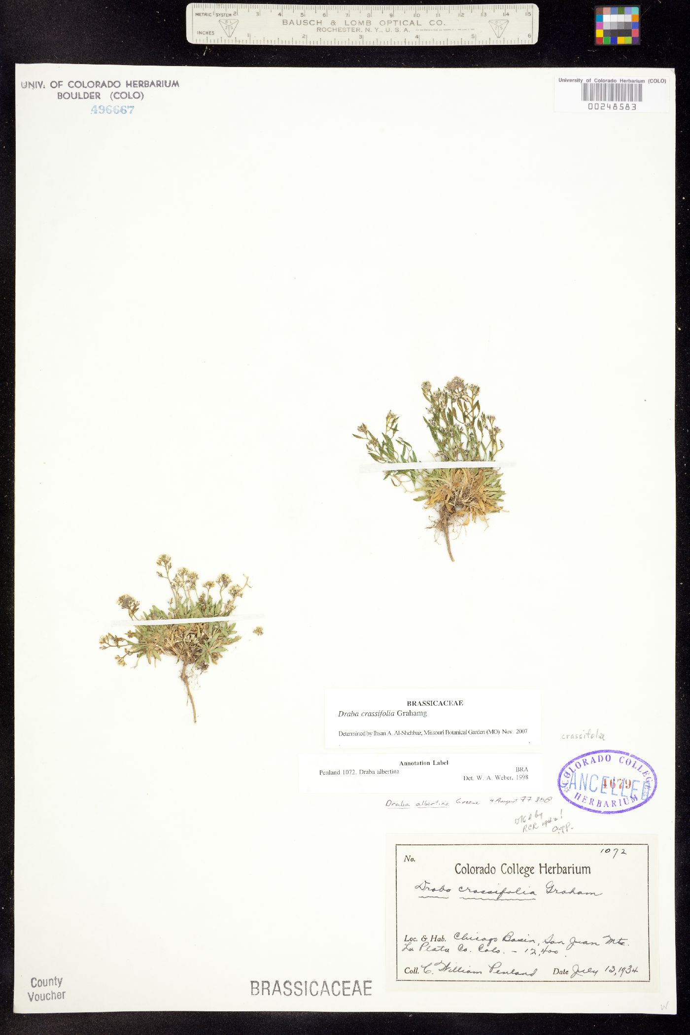 Draba crassifolia image