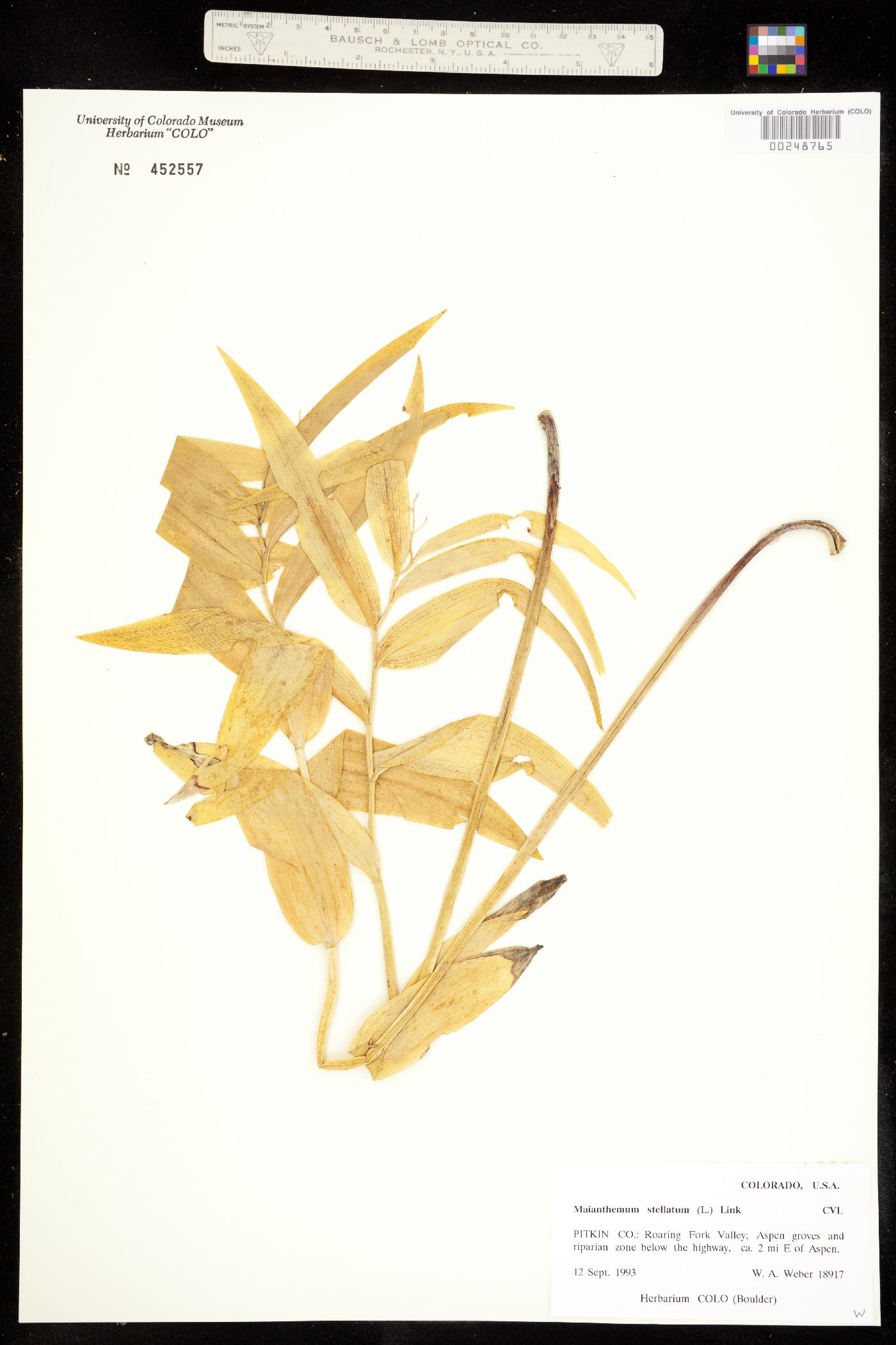 Maianthemum stellatum image