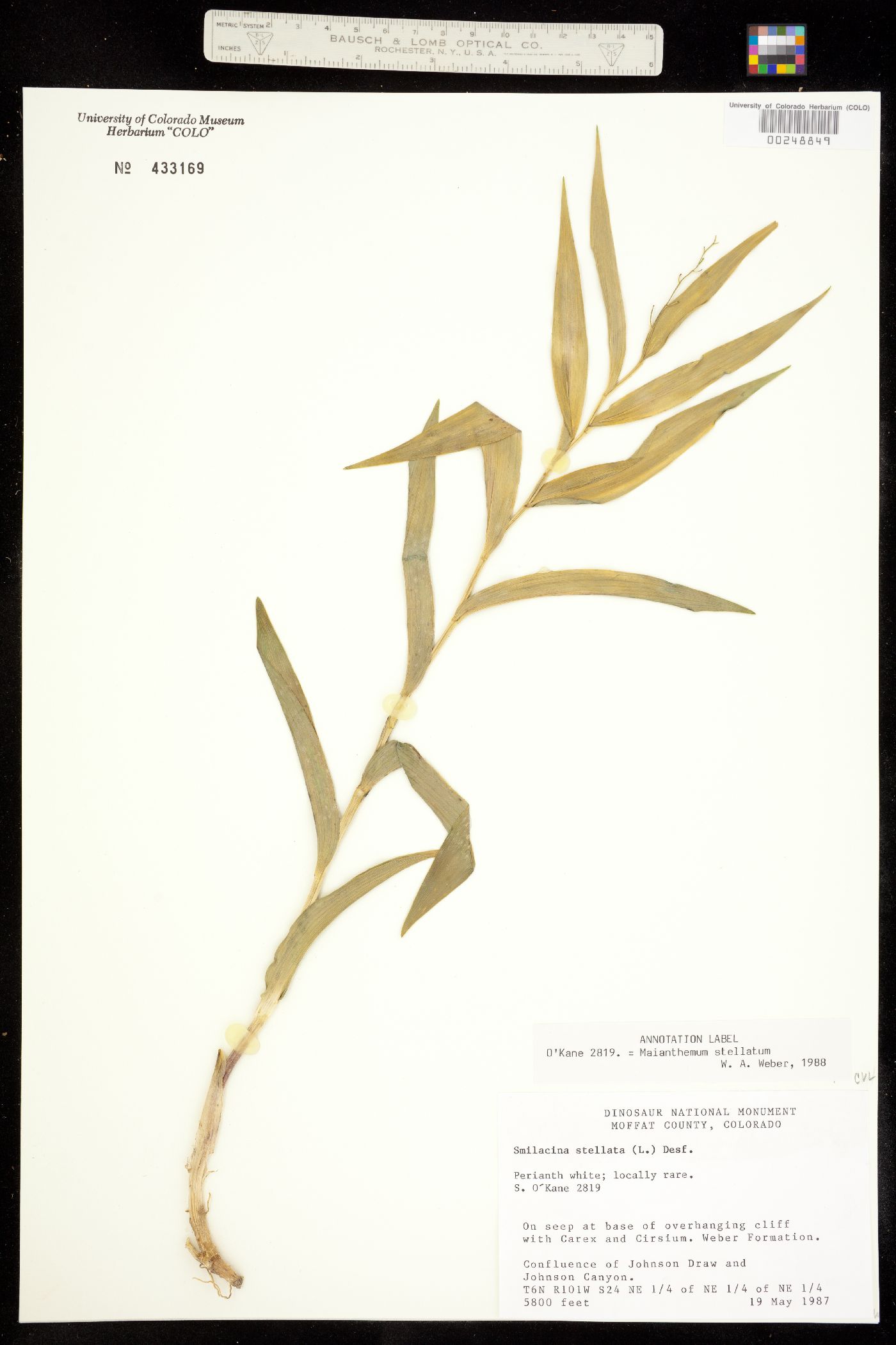 Maianthemum stellatum image