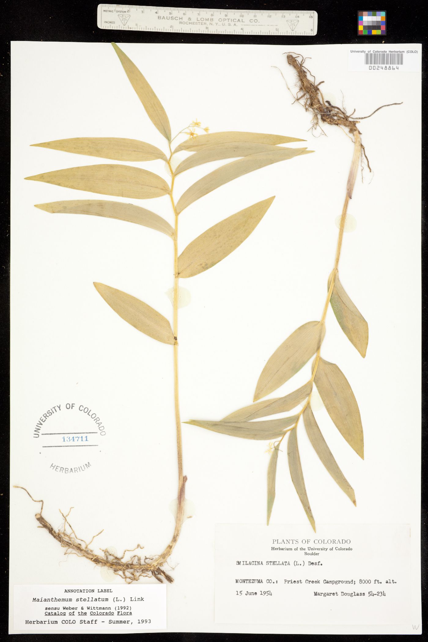 Maianthemum stellatum image