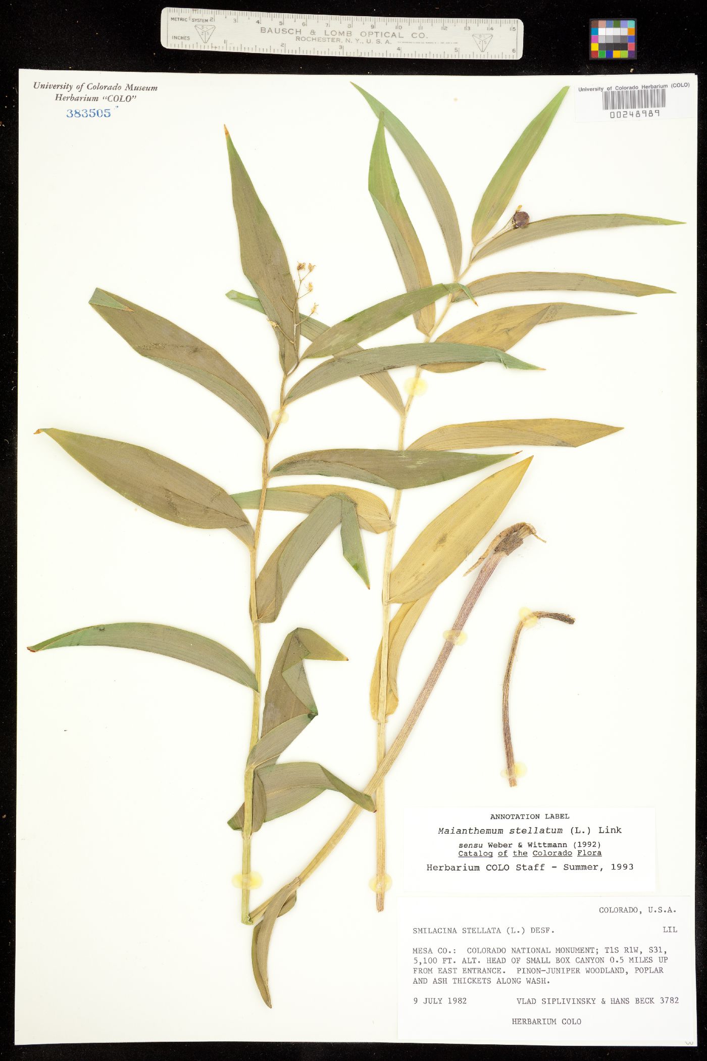 Maianthemum stellatum image