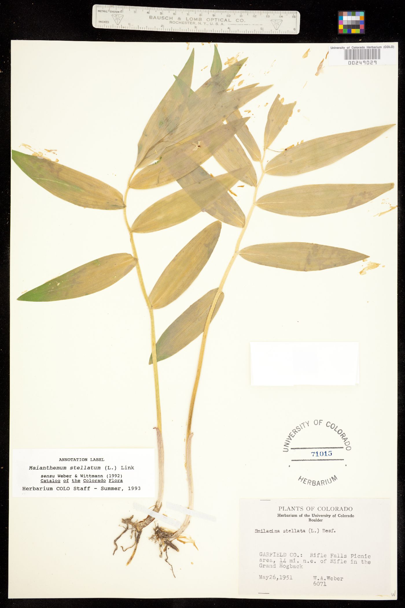 Maianthemum stellatum image