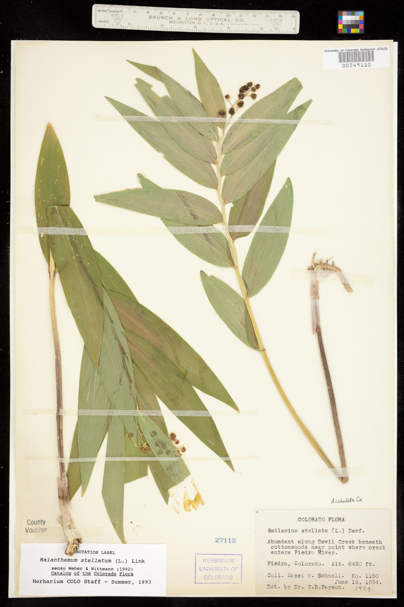 Maianthemum stellatum image