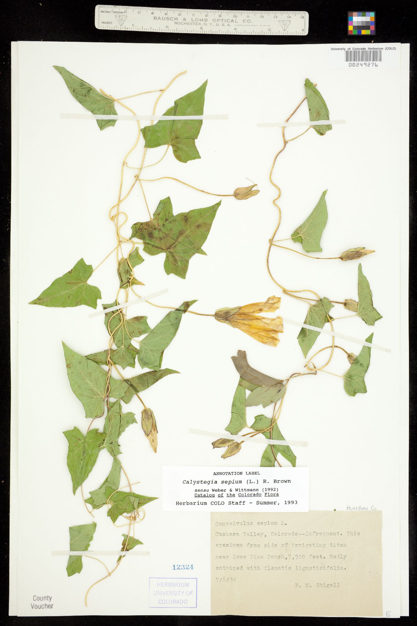 Calystegia sepium ssp. angulata image