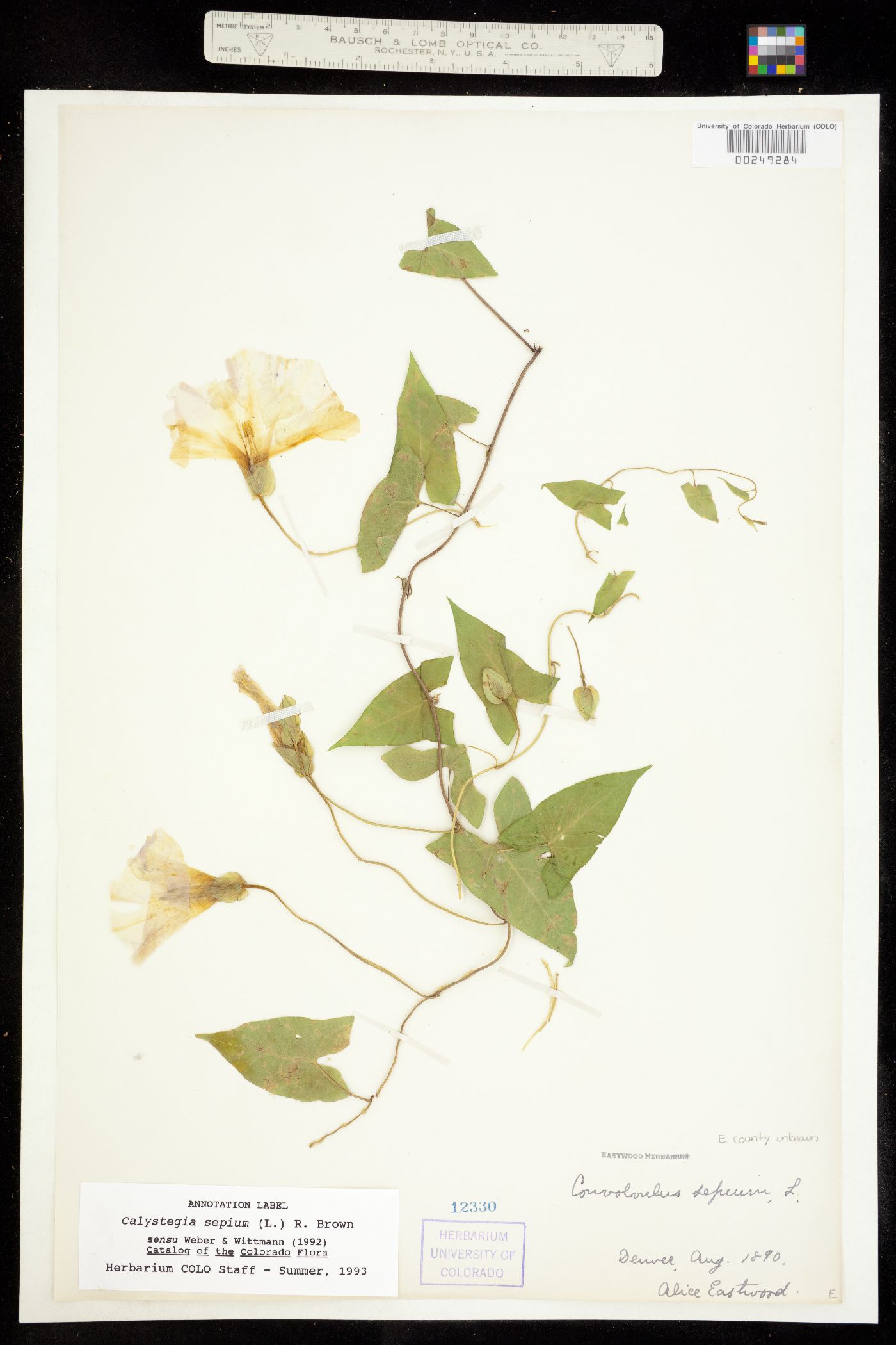 Calystegia sepium ssp. angulata image