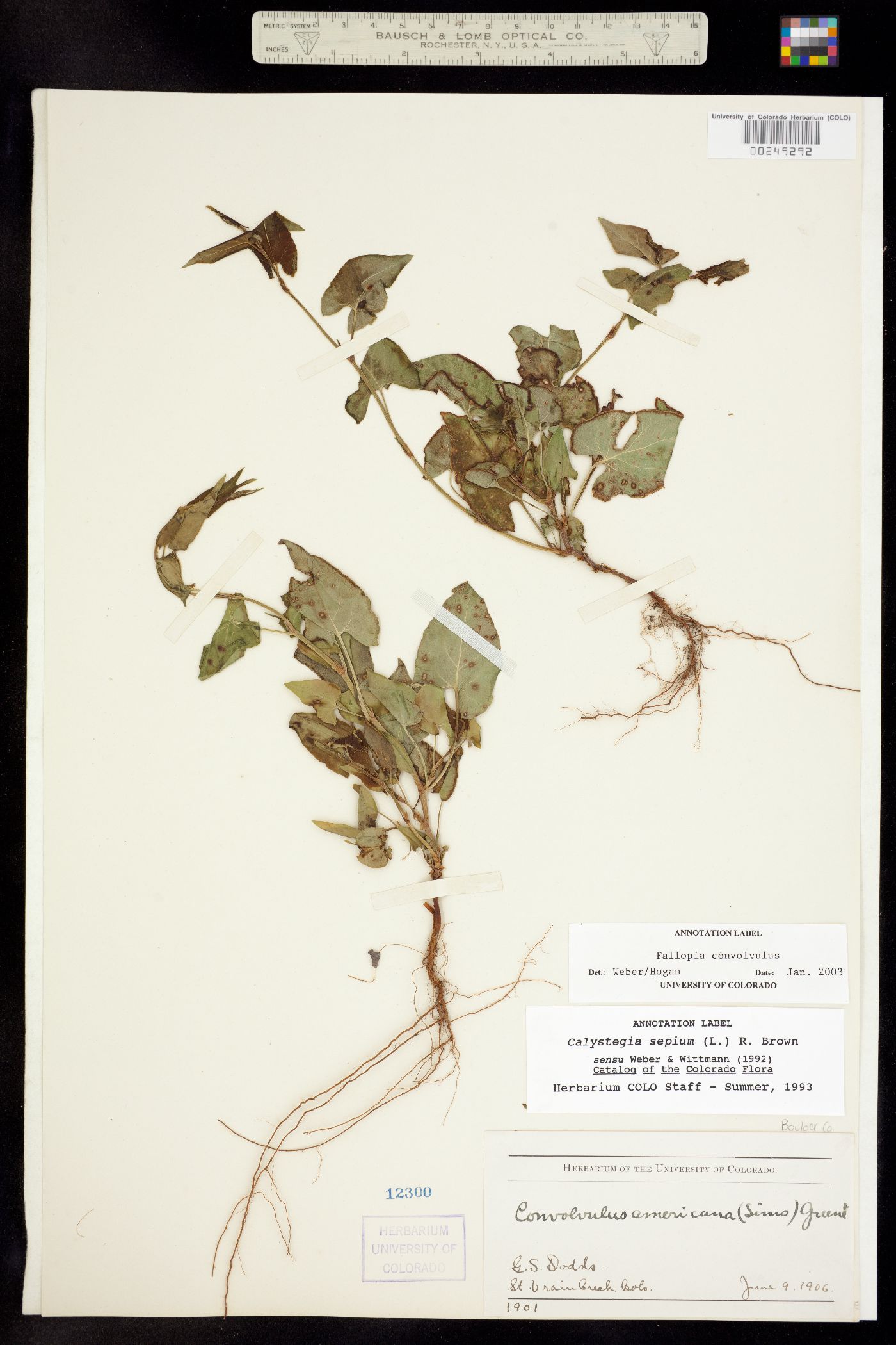 Fallopia convolvulus image