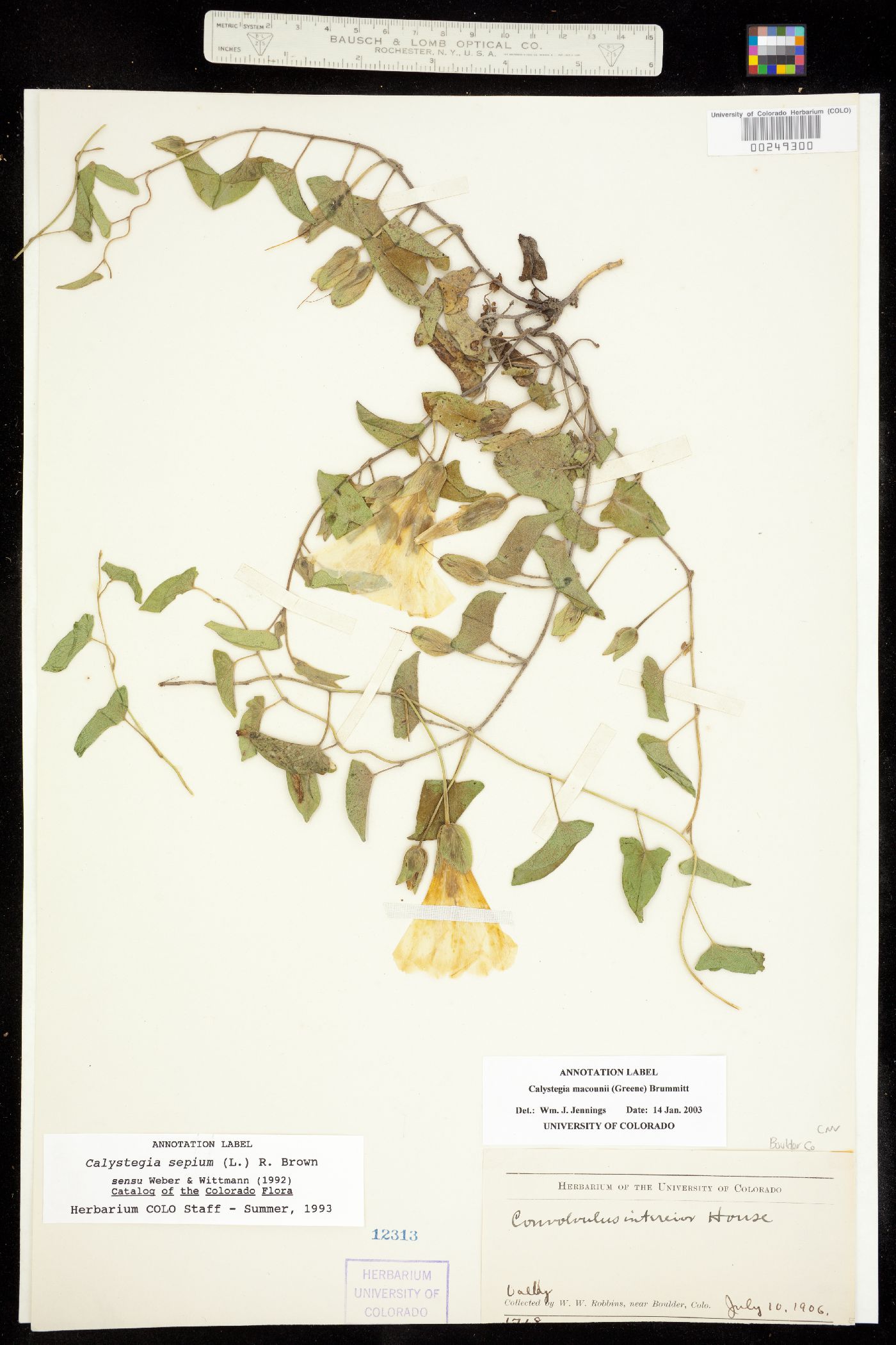 Calystegia sepium ssp. angulata image