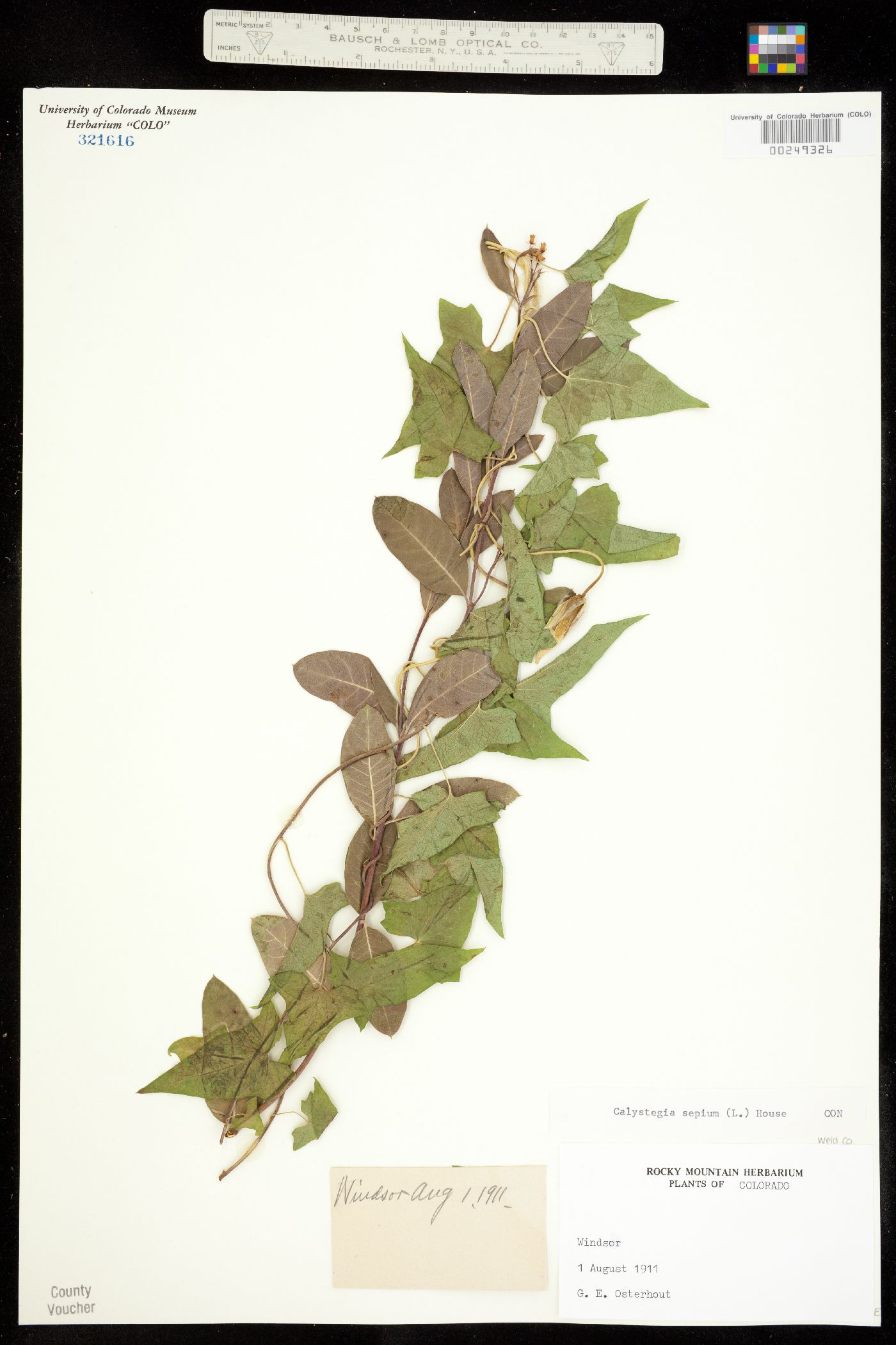 Calystegia sepium ssp. angulata image