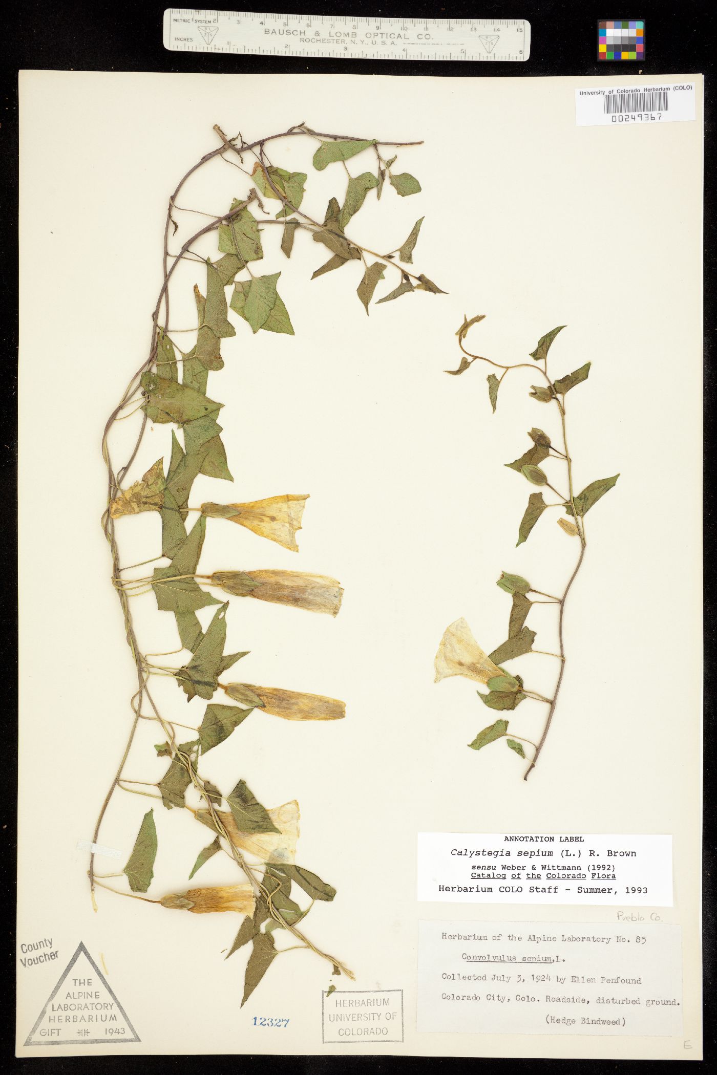 Calystegia sepium ssp. angulata image