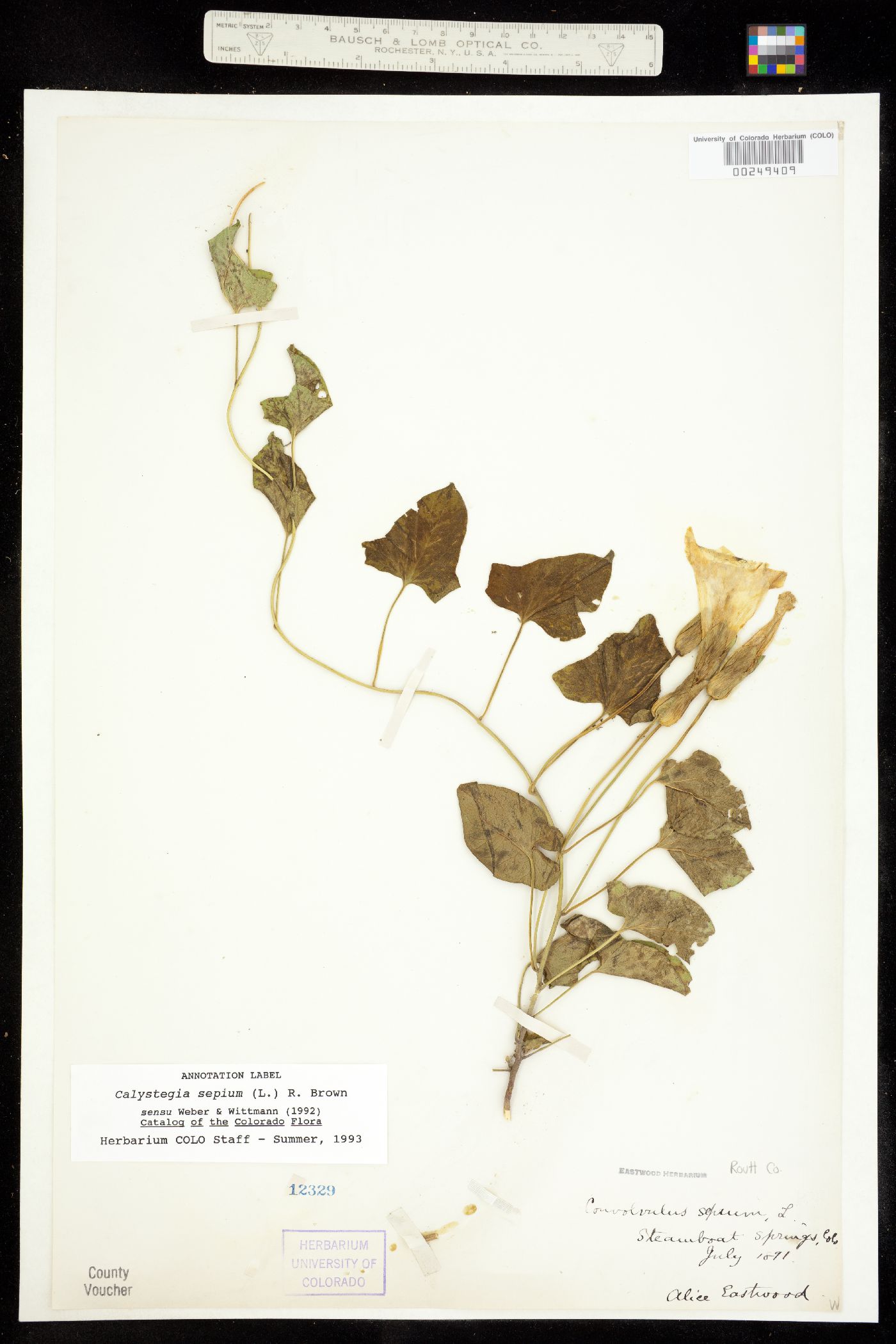 Calystegia sepium ssp. angulata image