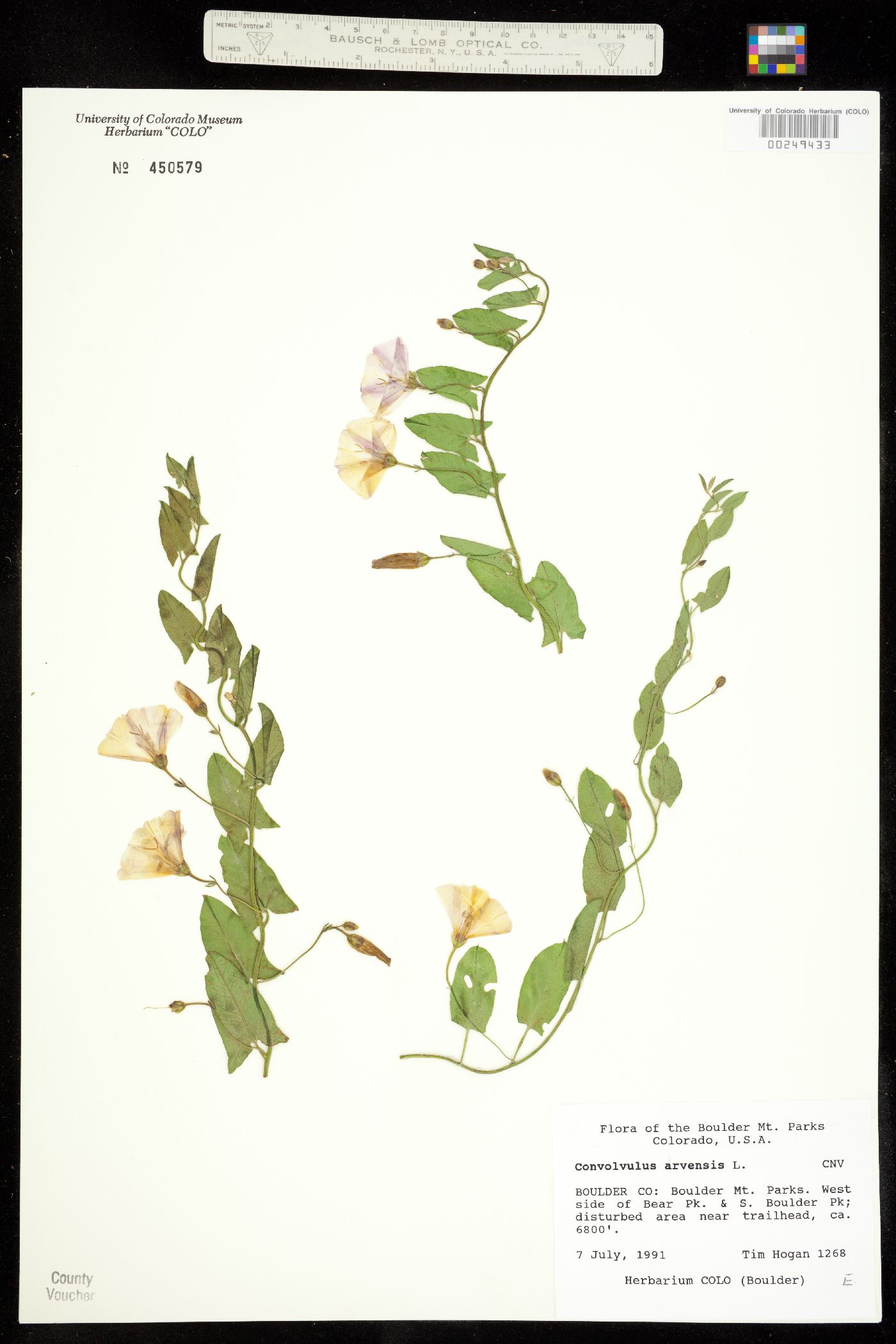 Convolvulus arvensis image