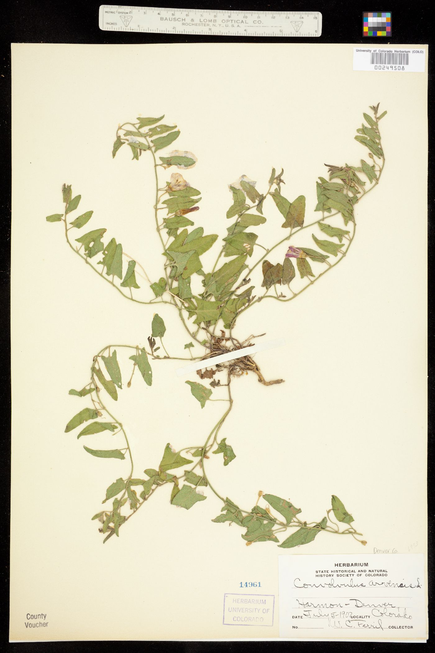 Convolvulus image