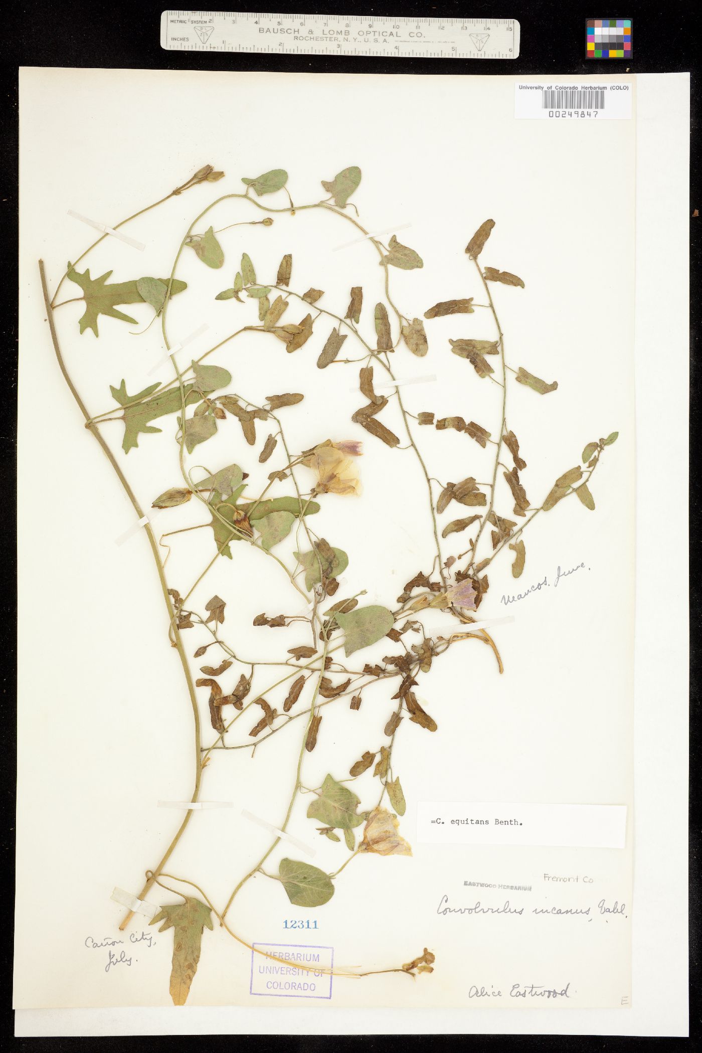 Convolvulus equitans image