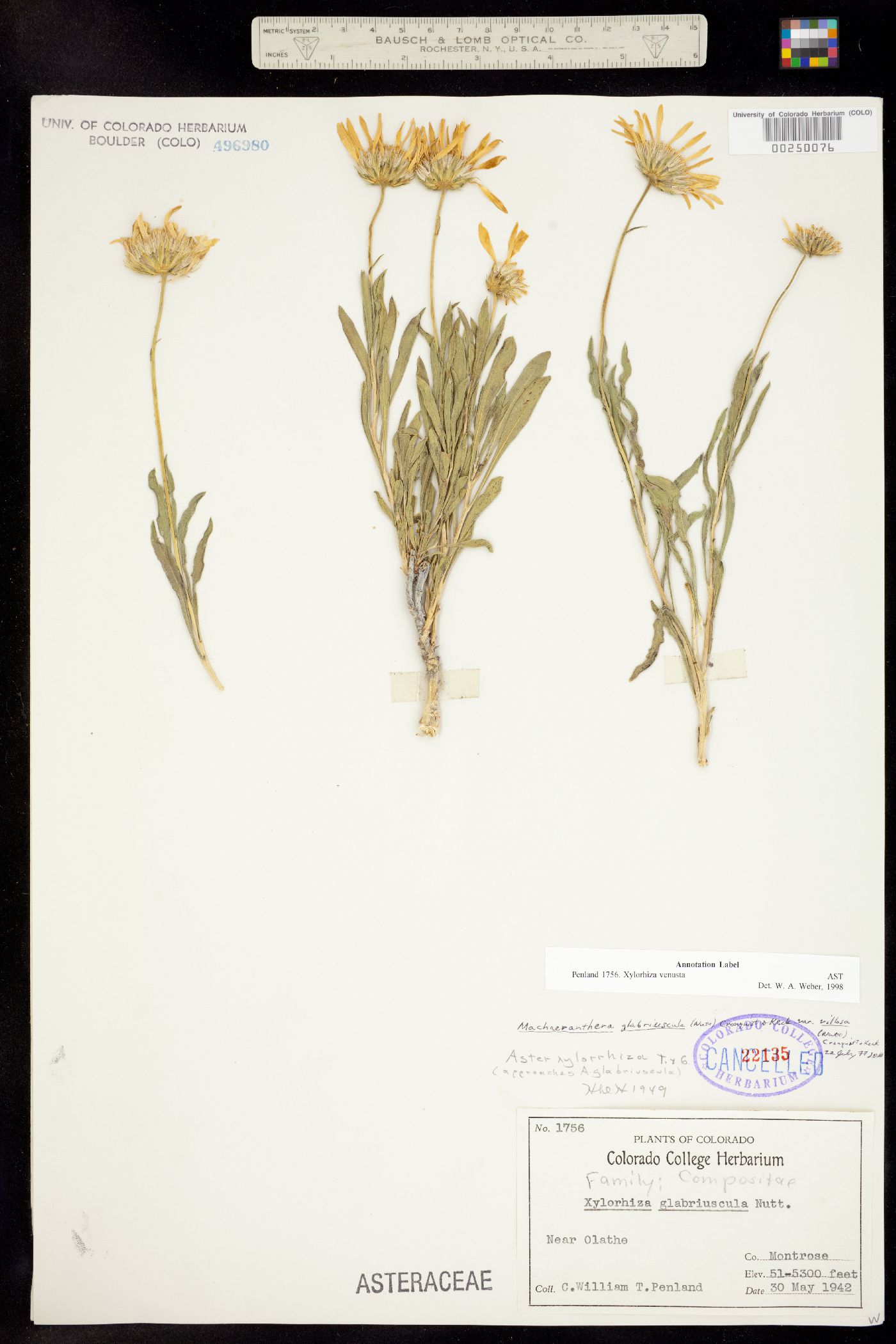 Xylorhiza venusta image