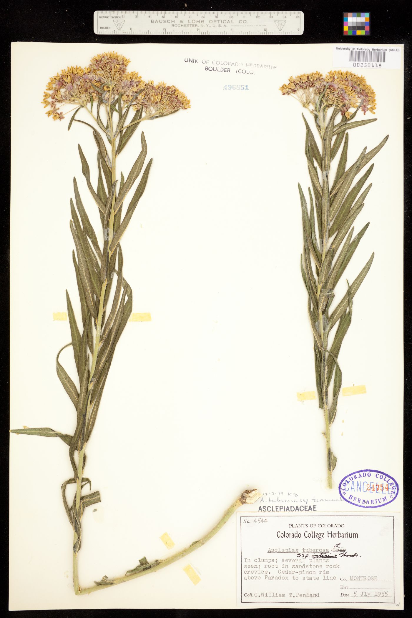 Asclepias tuberosa image