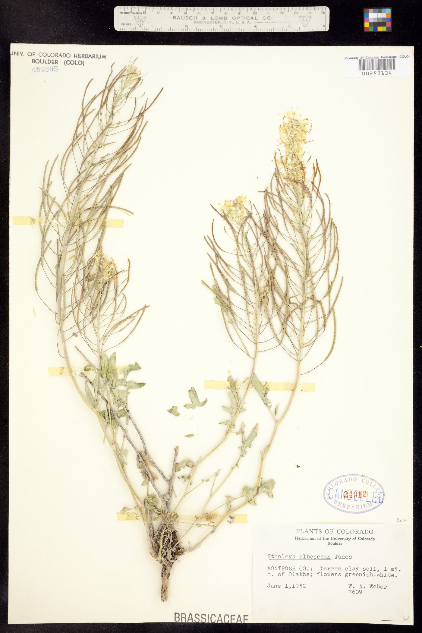 Stanleya albescens image
