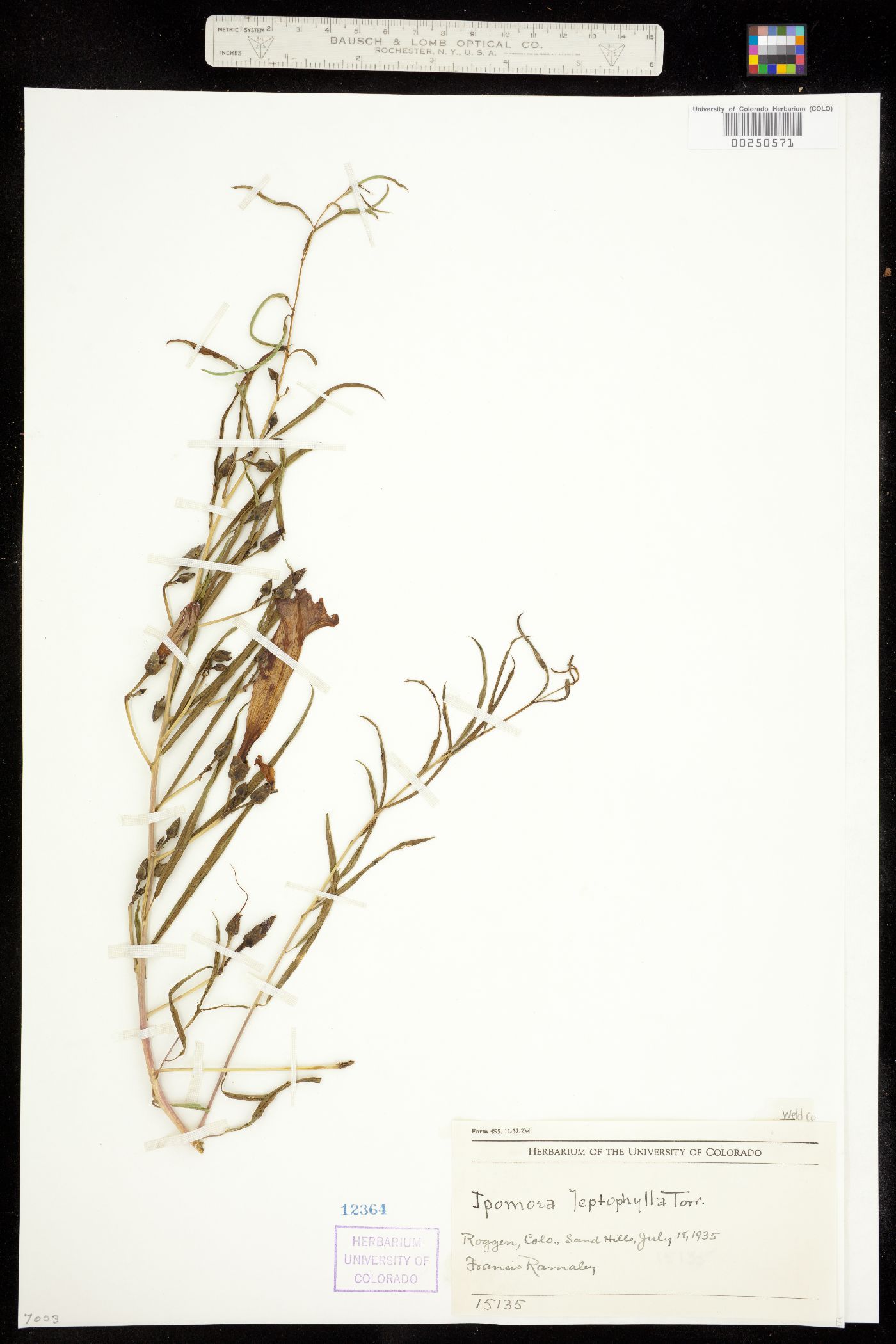 Ipomoea leptophylla image