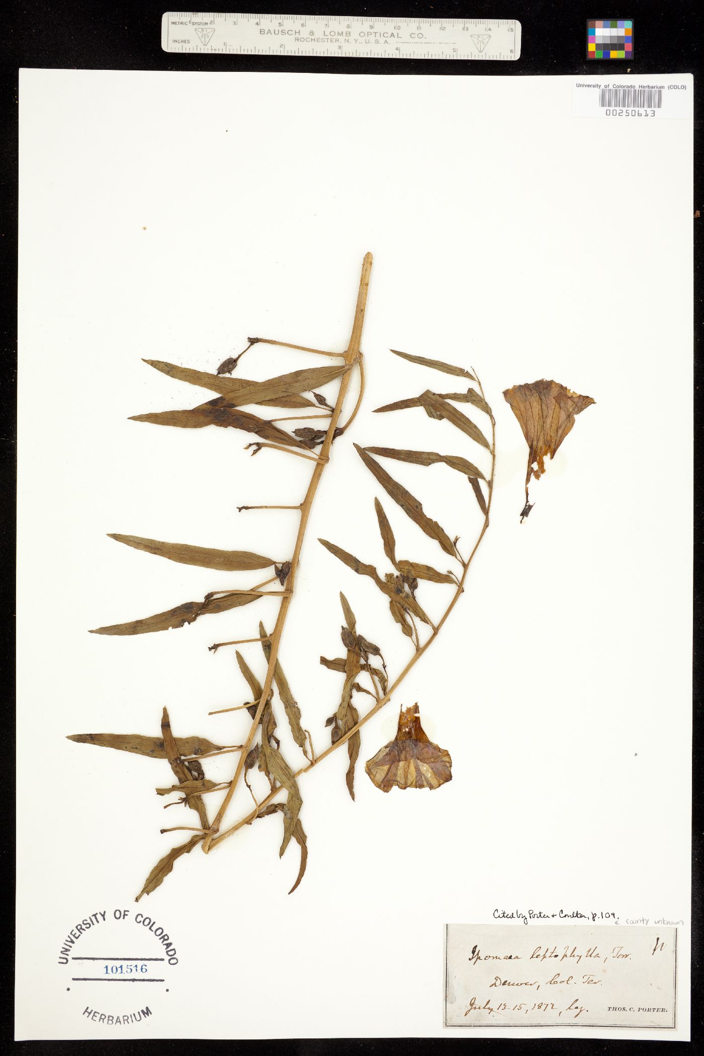 Ipomoea leptophylla image