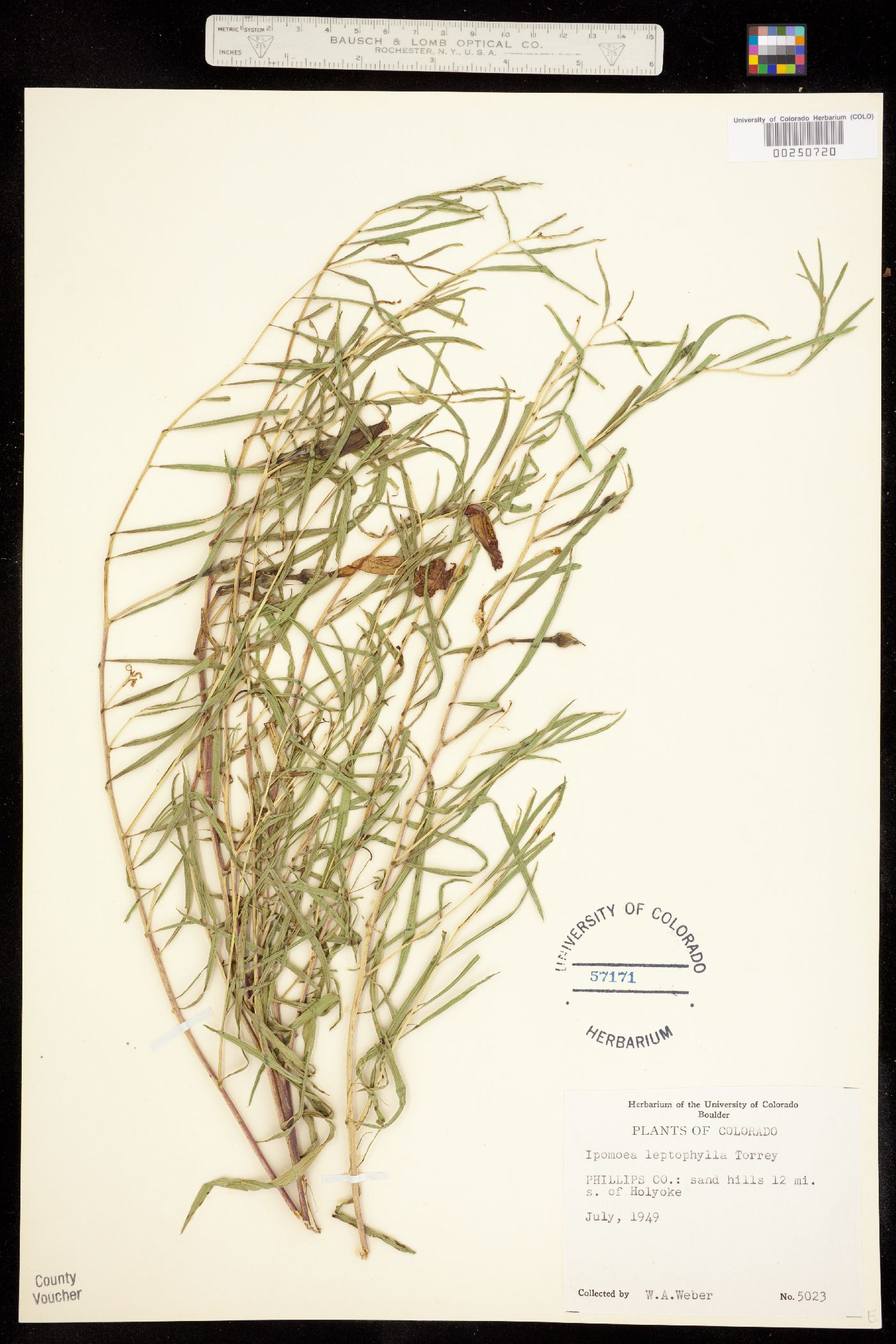 Ipomoea leptophylla image