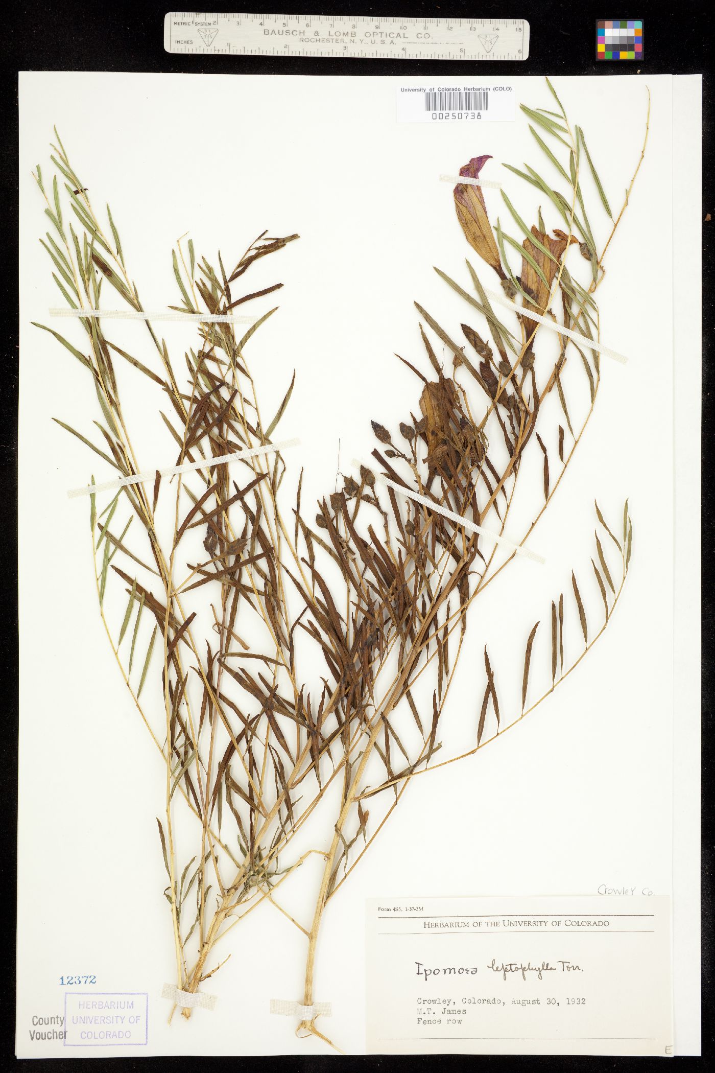 Convolvulaceae image