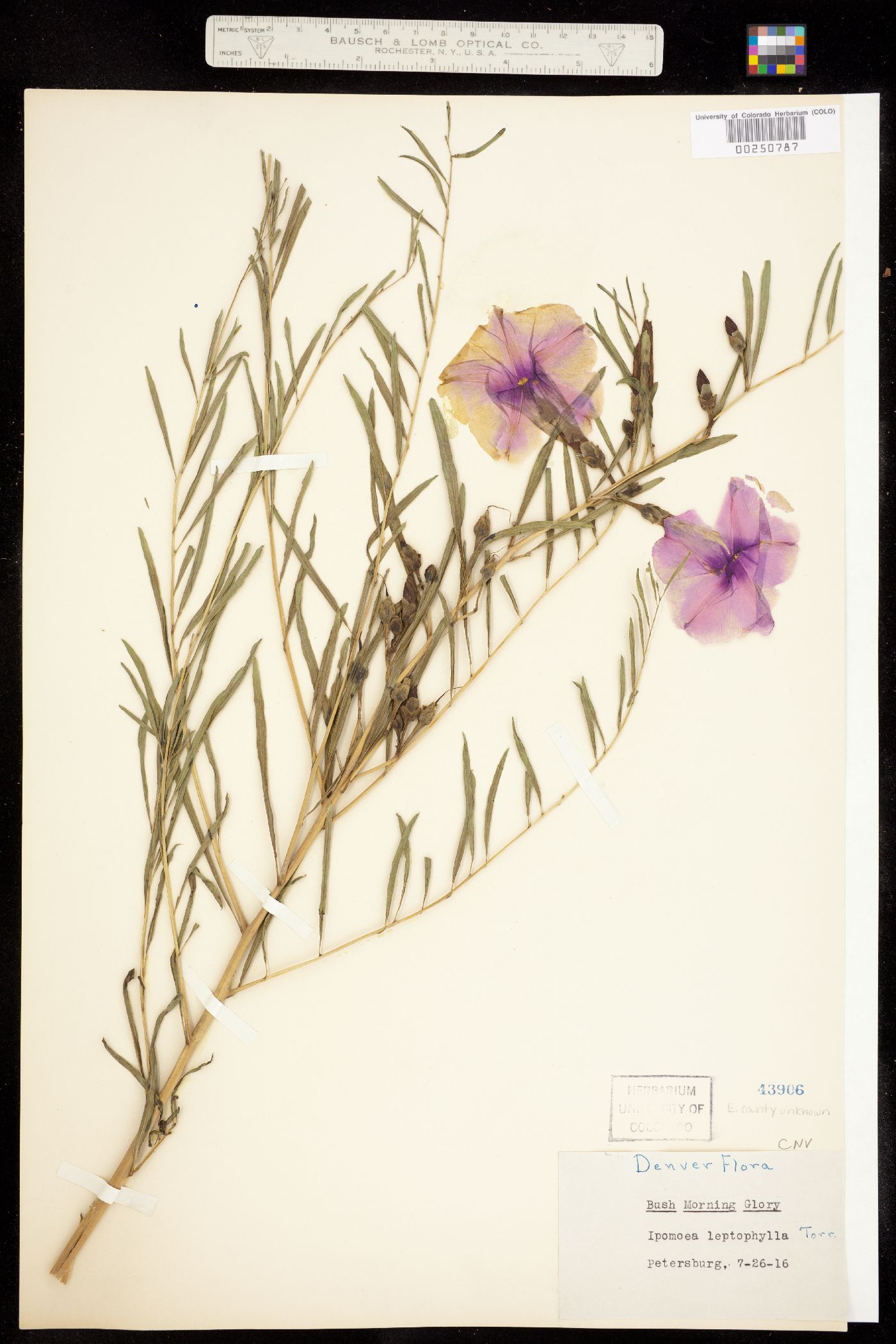 Ipomoea leptophylla image