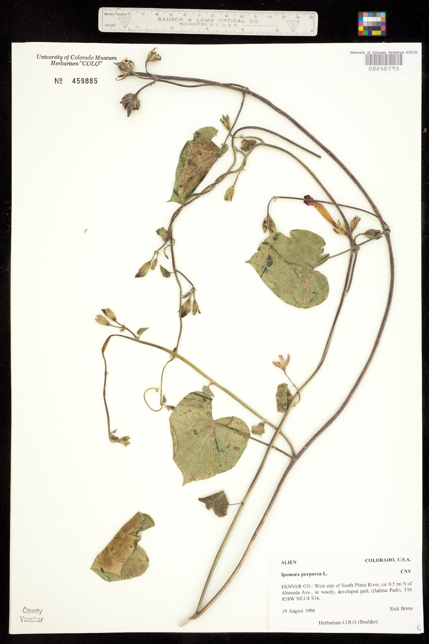 Ipomoea purpurea image