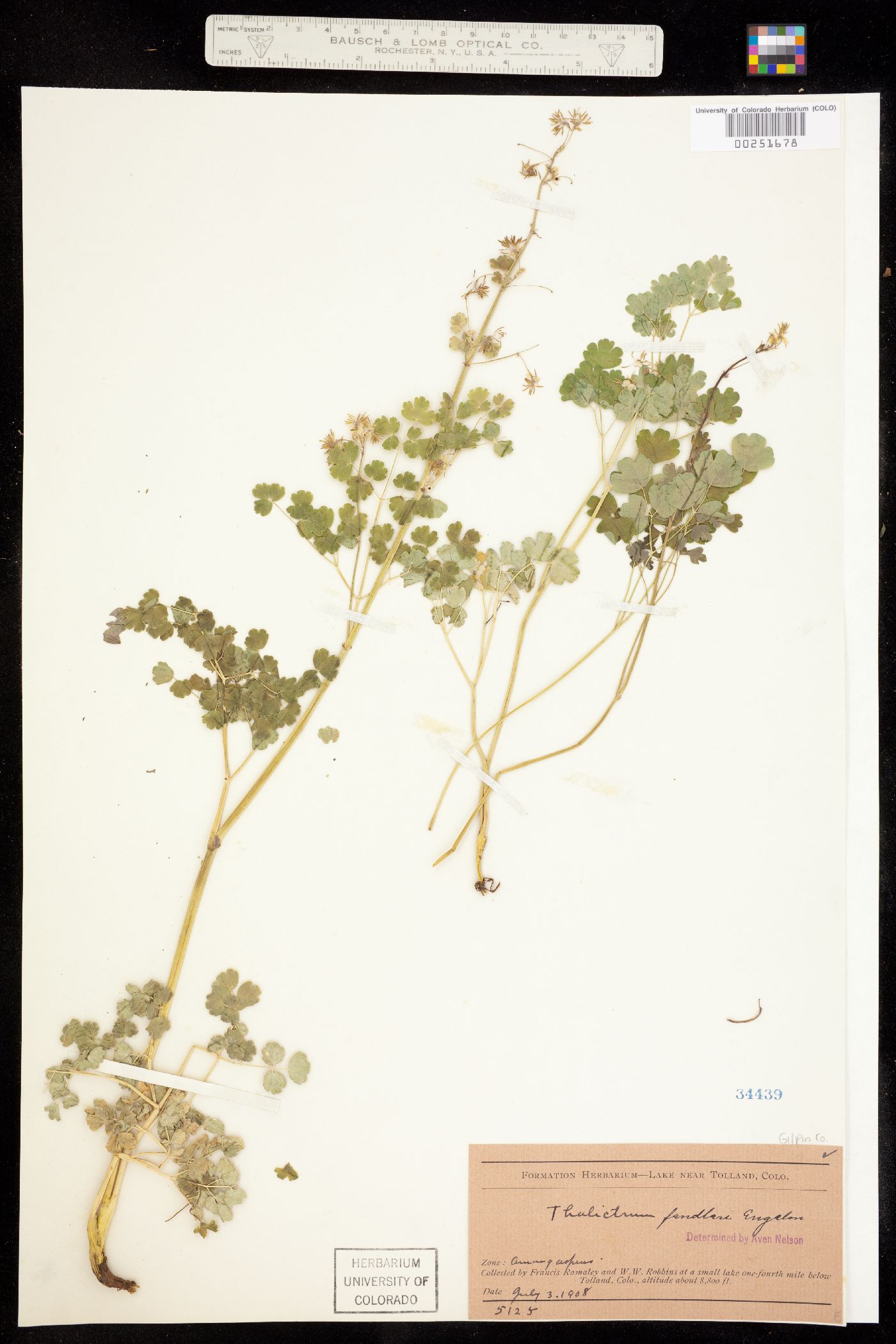 Thalictrum fendleri image