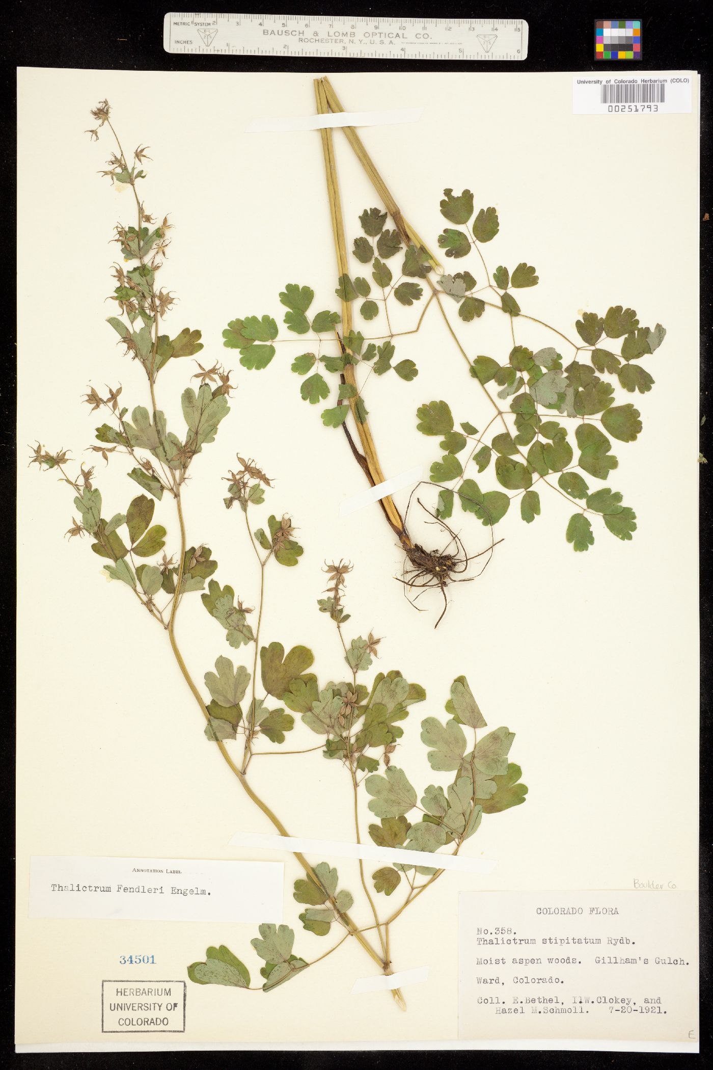Thalictrum fendleri image