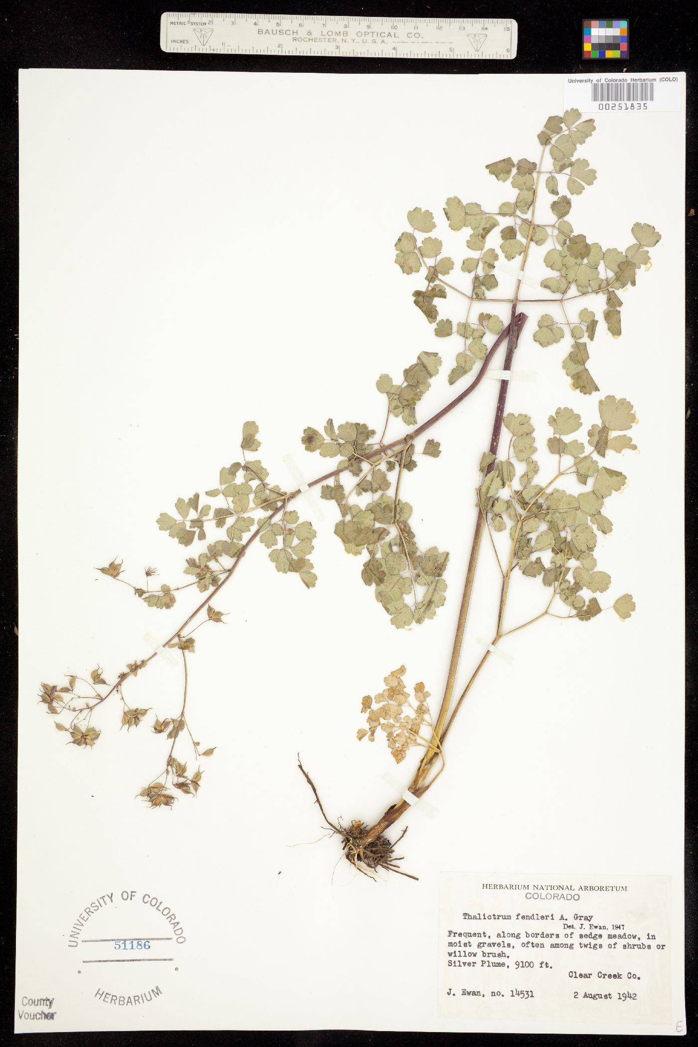 Thalictrum fendleri image