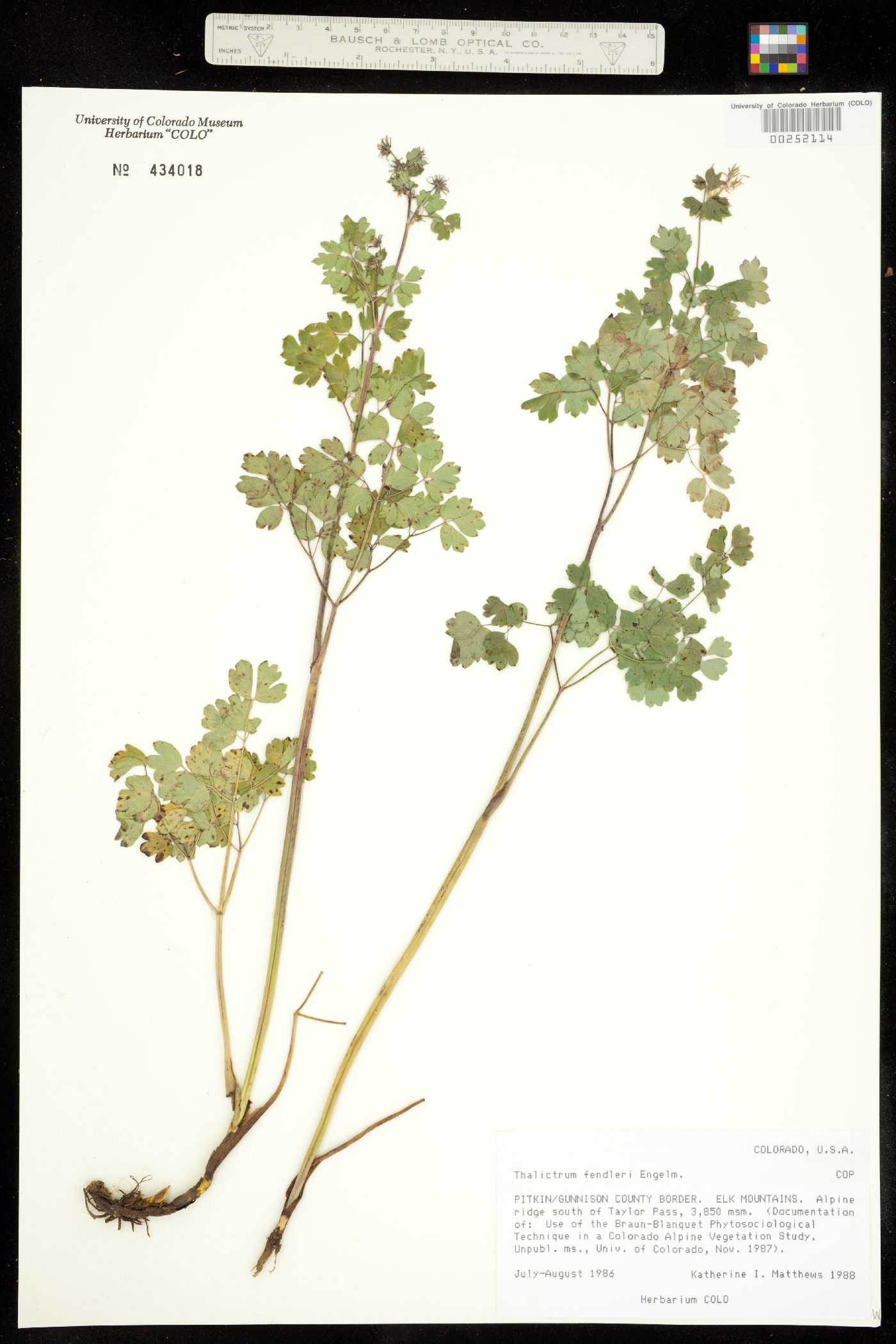 Thalictrum fendleri image