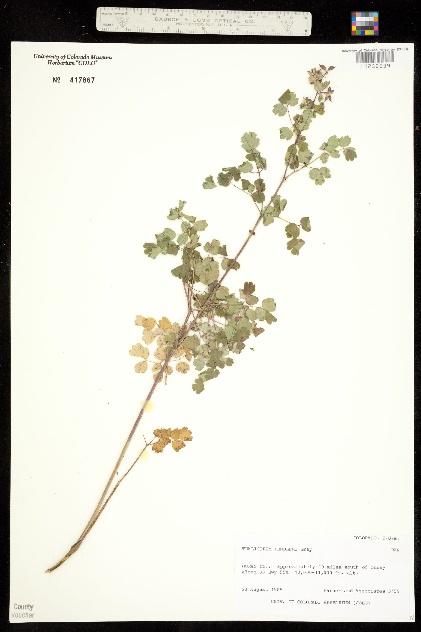 Thalictrum fendleri image