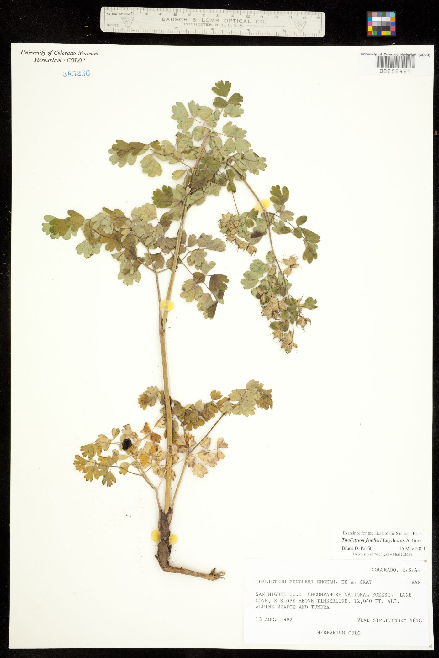 Thalictrum fendleri image