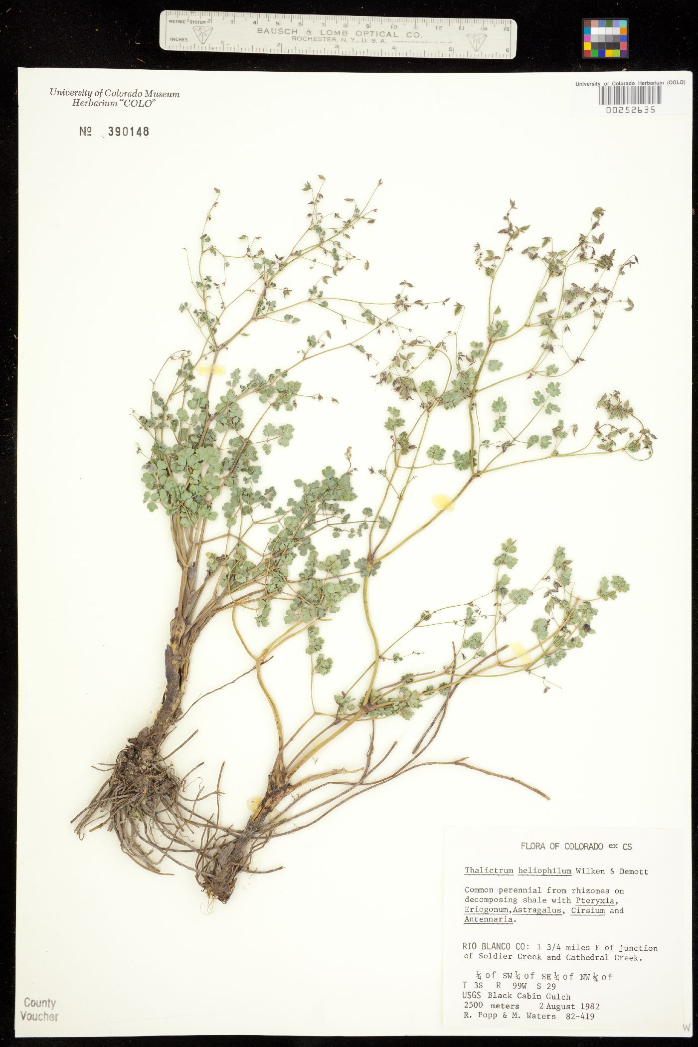 Thalictrum image