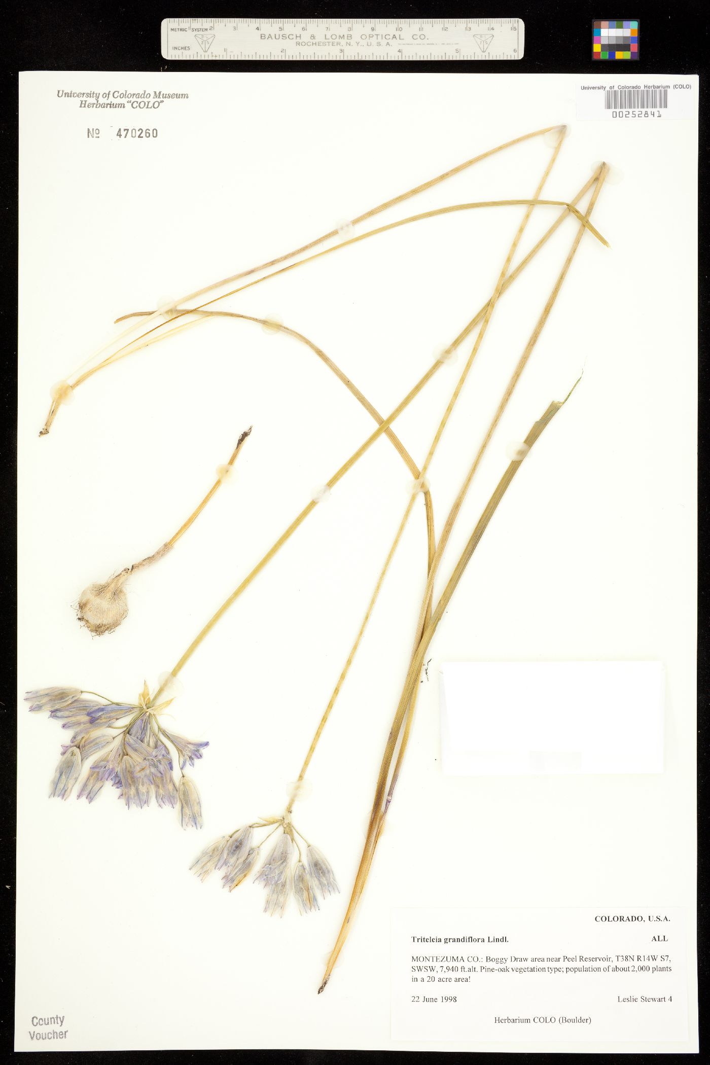 Triteleia grandiflora image