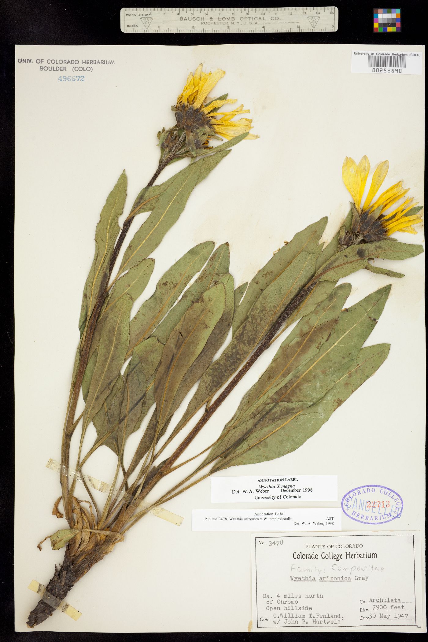 Wyethia magna image