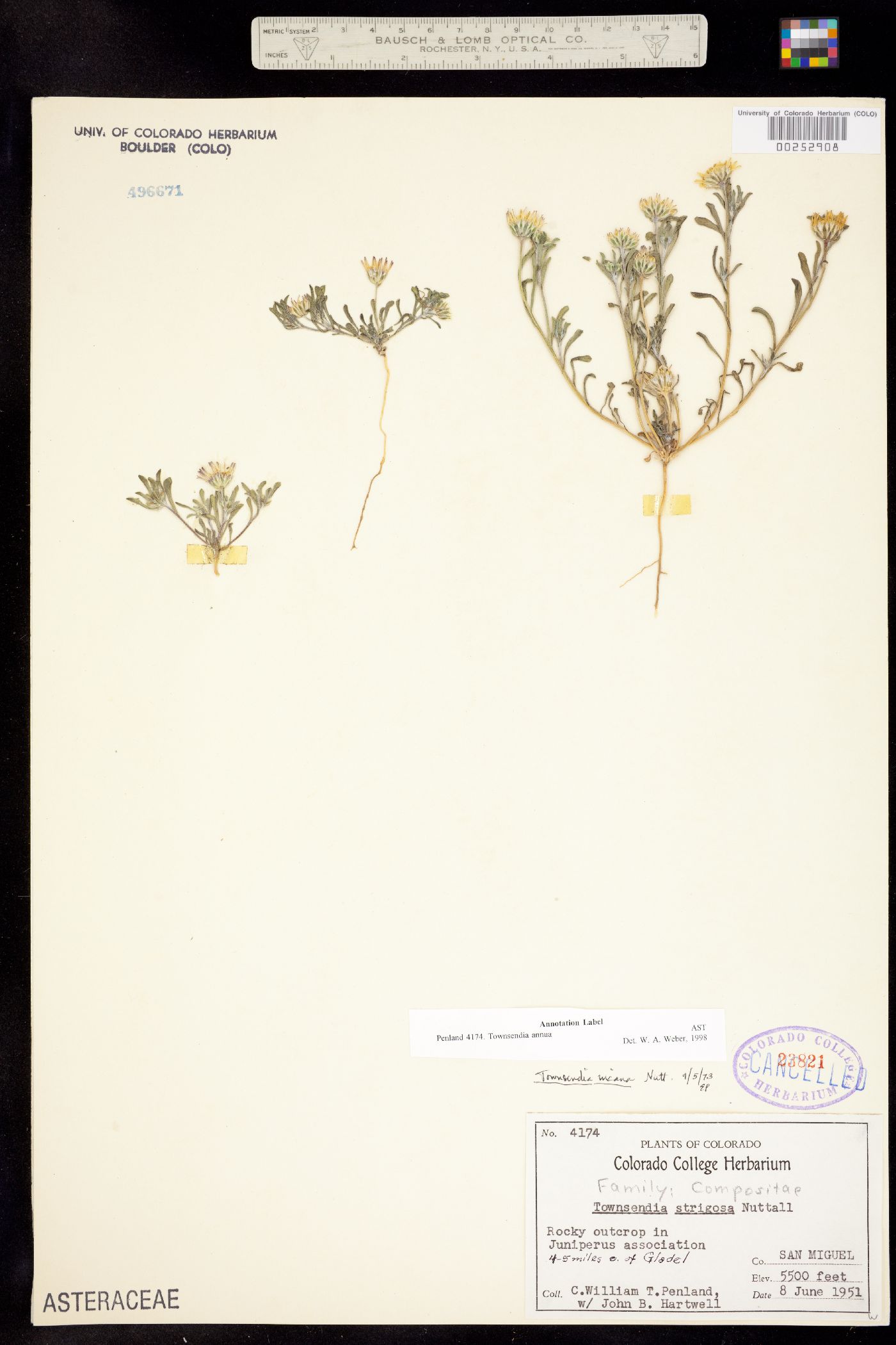 Townsendia annua image