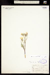 Image of Psilochenia intermedia