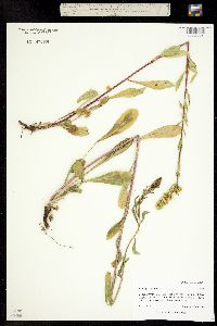 Solidago multiradiata image