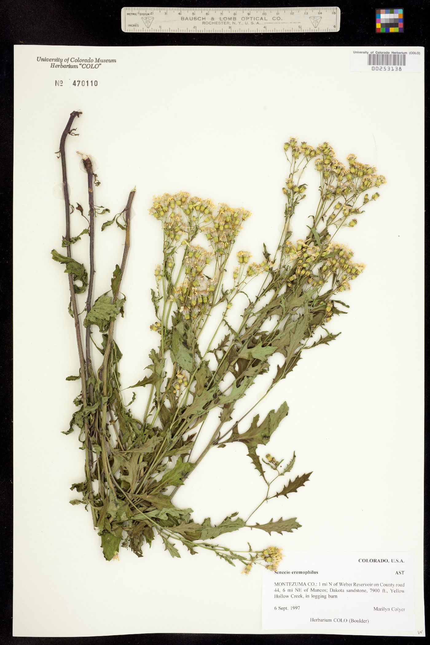 Senecio eremophilus ssp. kingii image