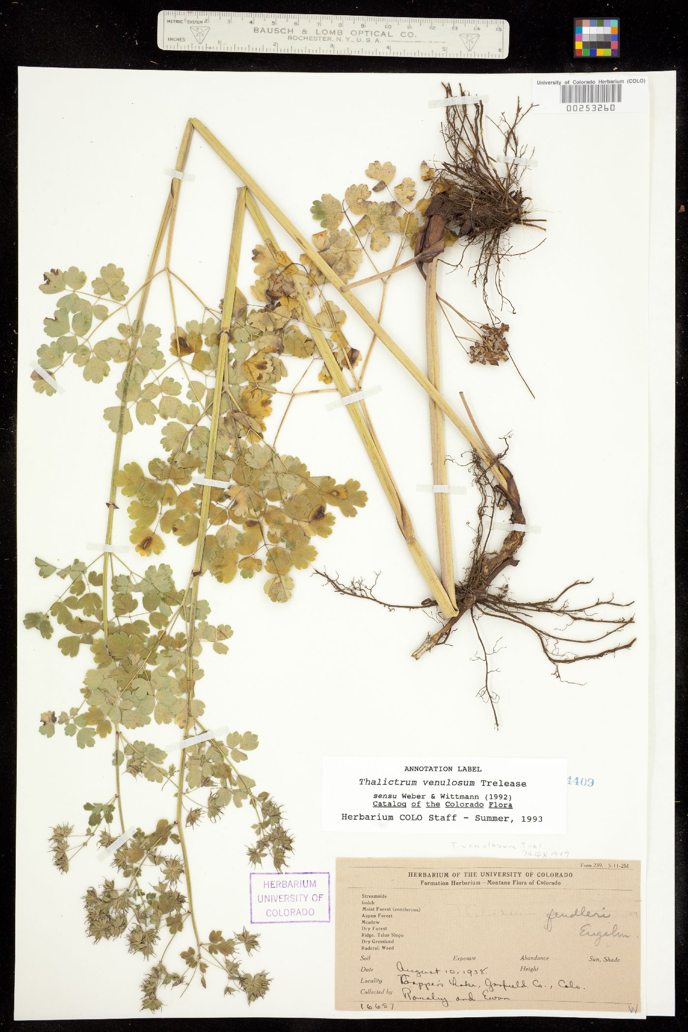 Thalictrum venulosum image