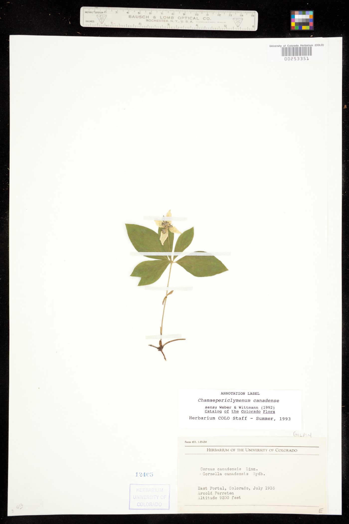 Cornus canadensis image