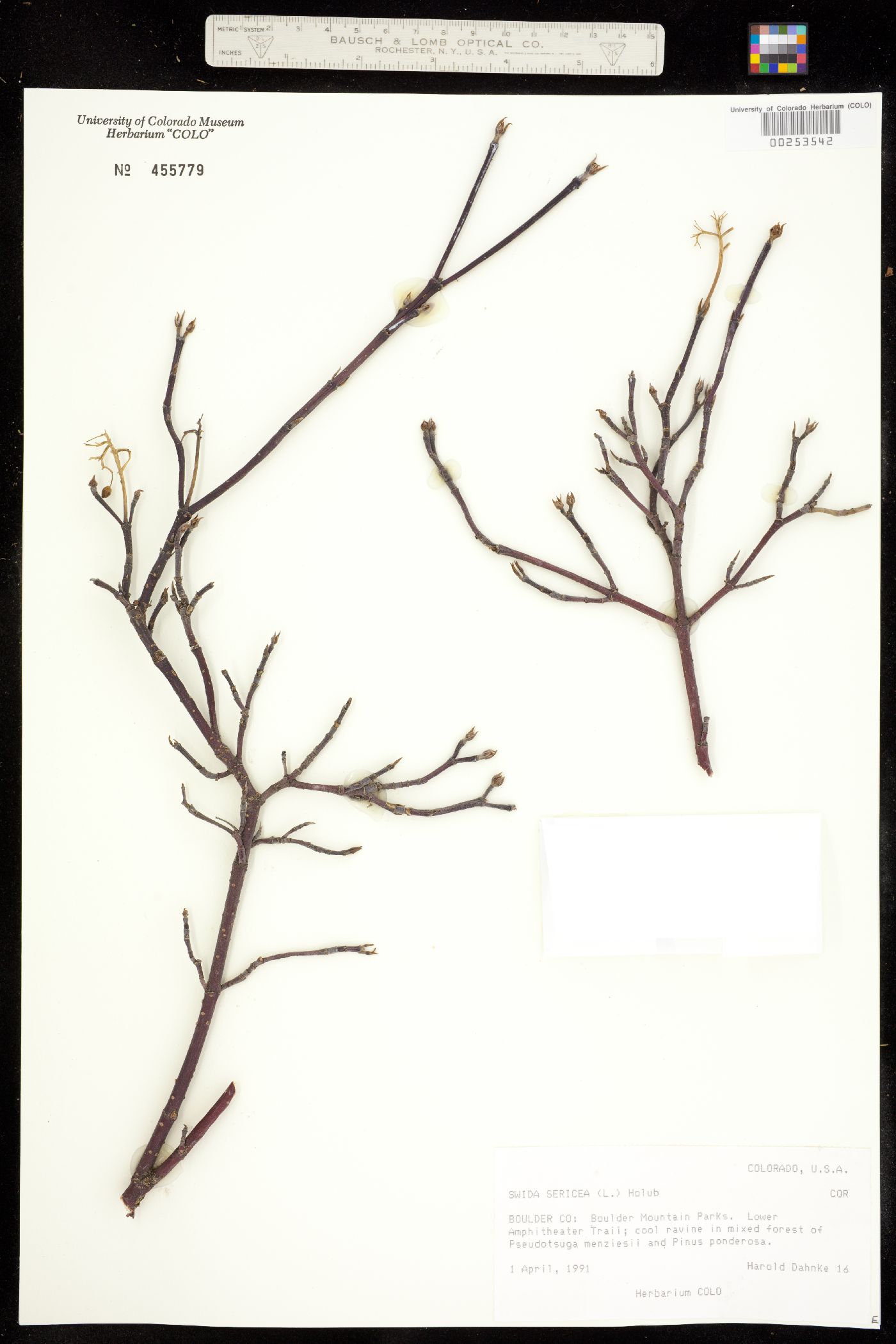 Cornus sericea image