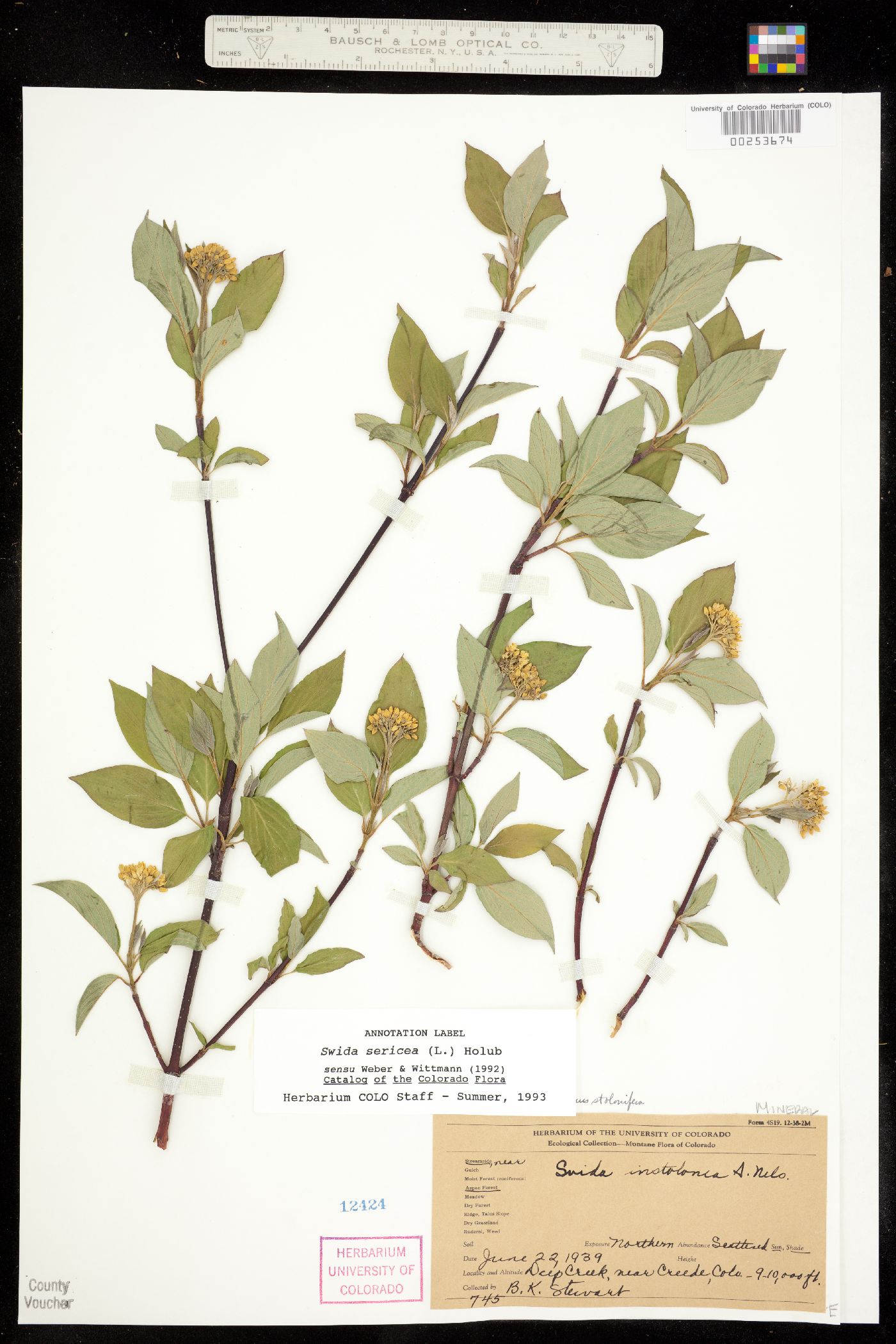 Cornus sericea ssp. sericea image