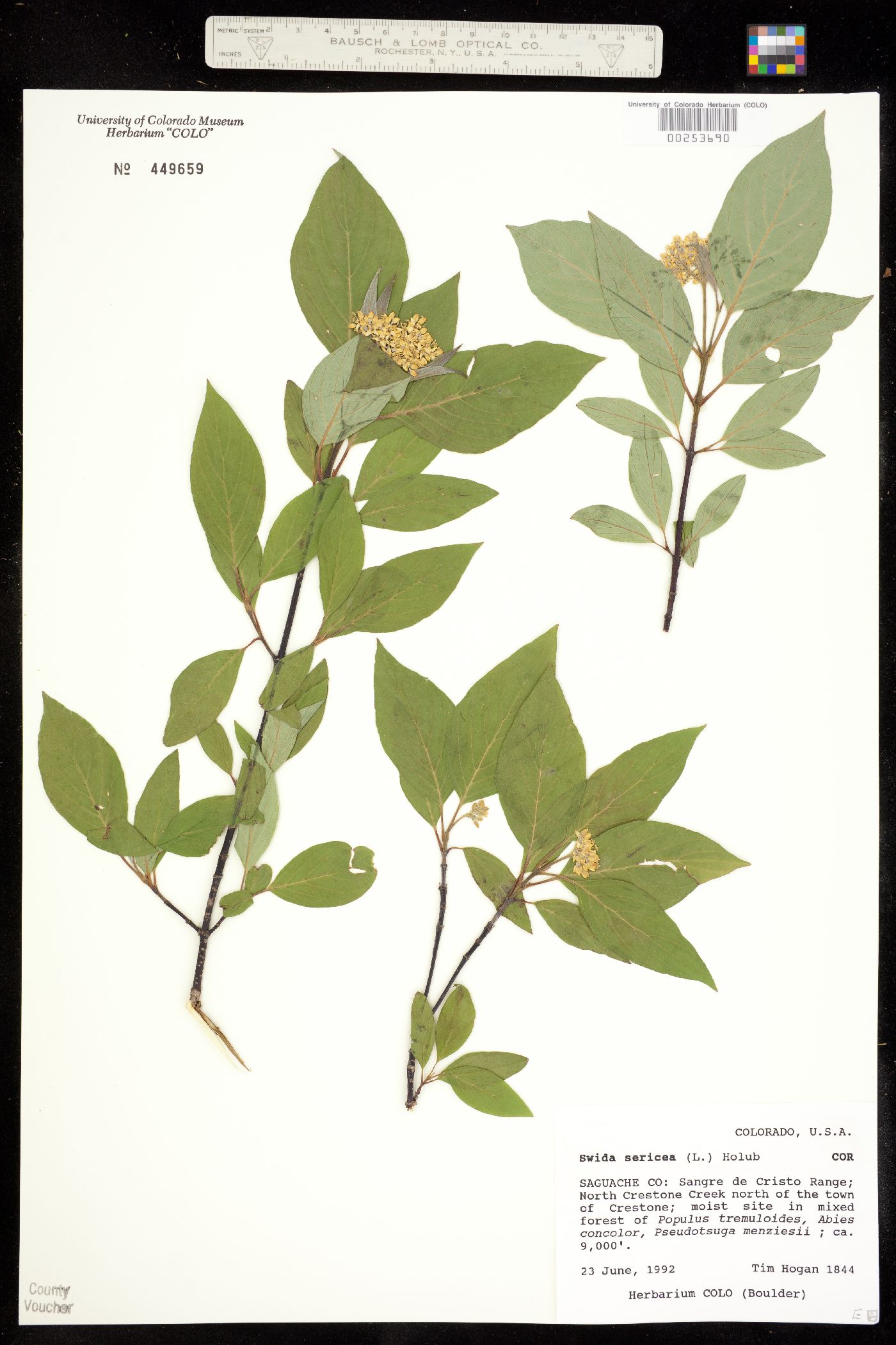 Cornus sericea image