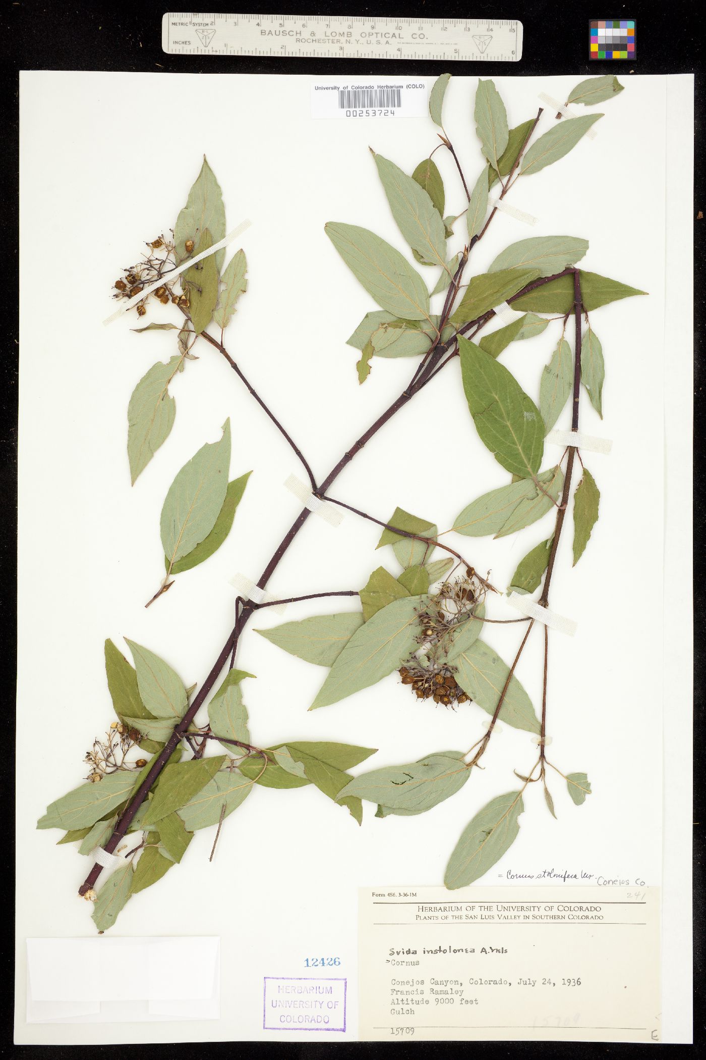 Cornus sericea ssp. sericea image