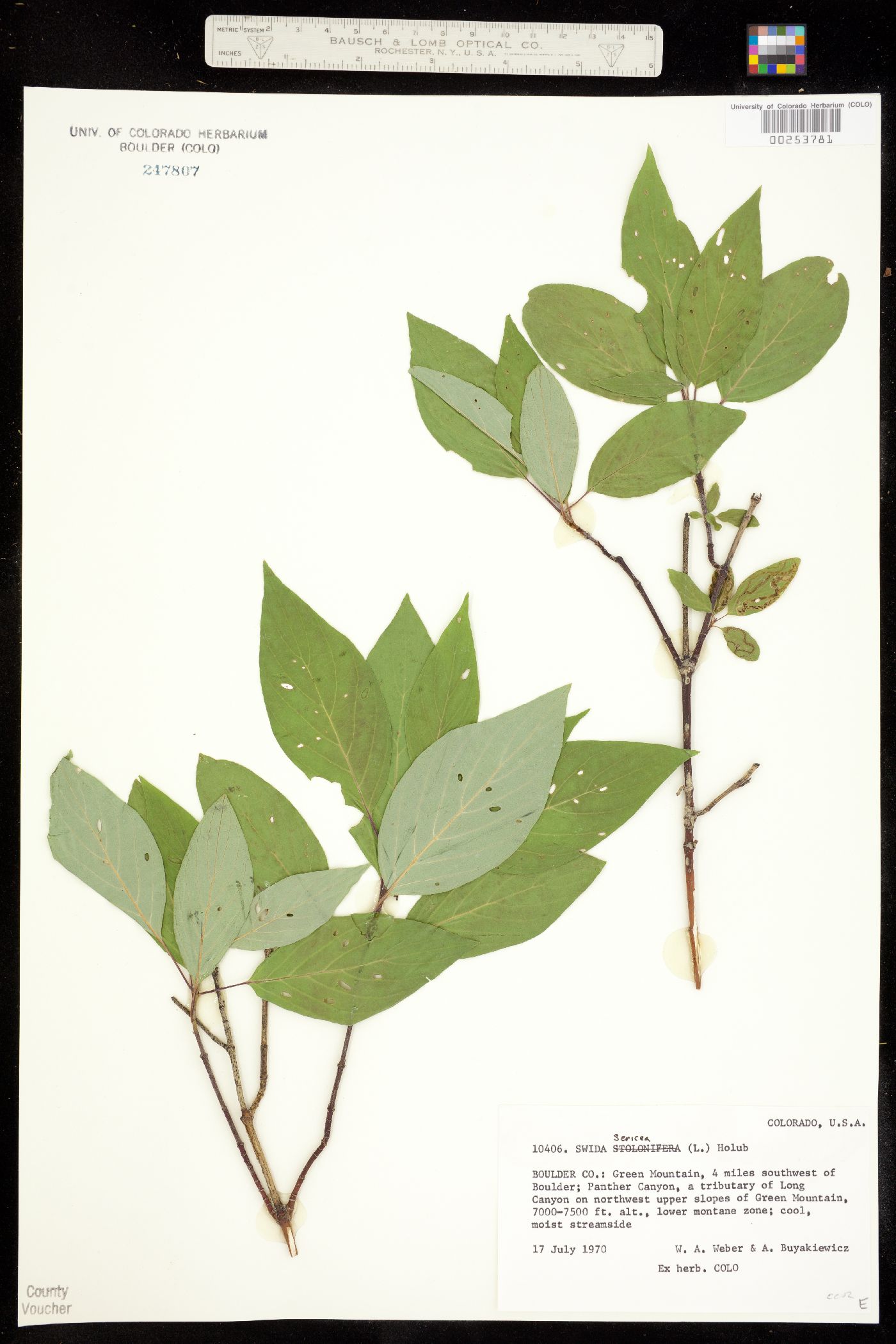 Cornus sericea ssp. sericea image