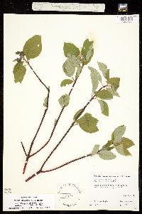 Cornus sericea image