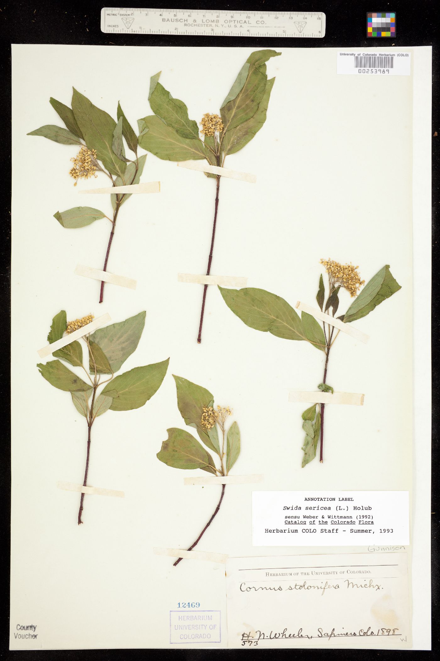 Cornus sericea ssp. sericea image
