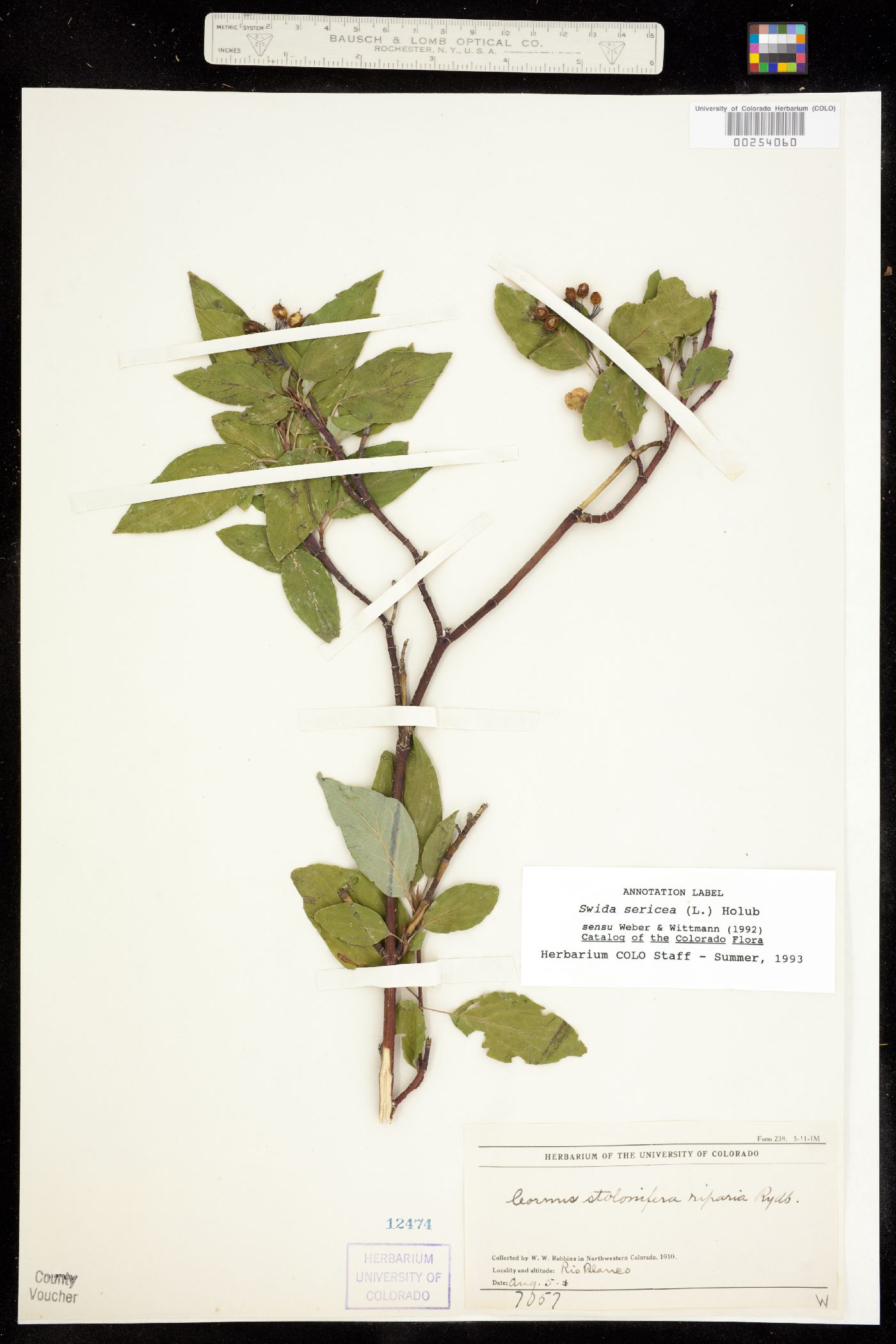 Cornus image